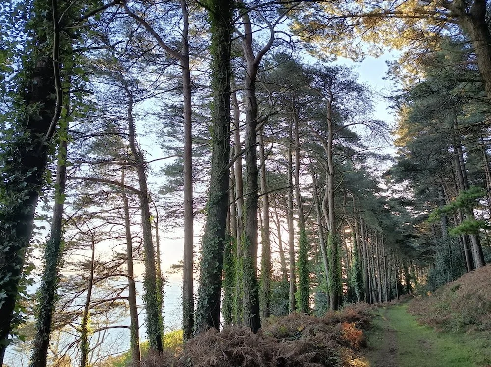 Photograph of a footpath through the woods representing Wellbeing