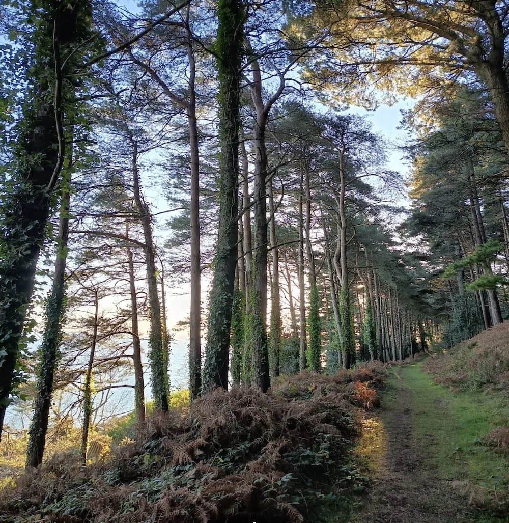 Photograph of a footpath through the woods representing Wellbeing
