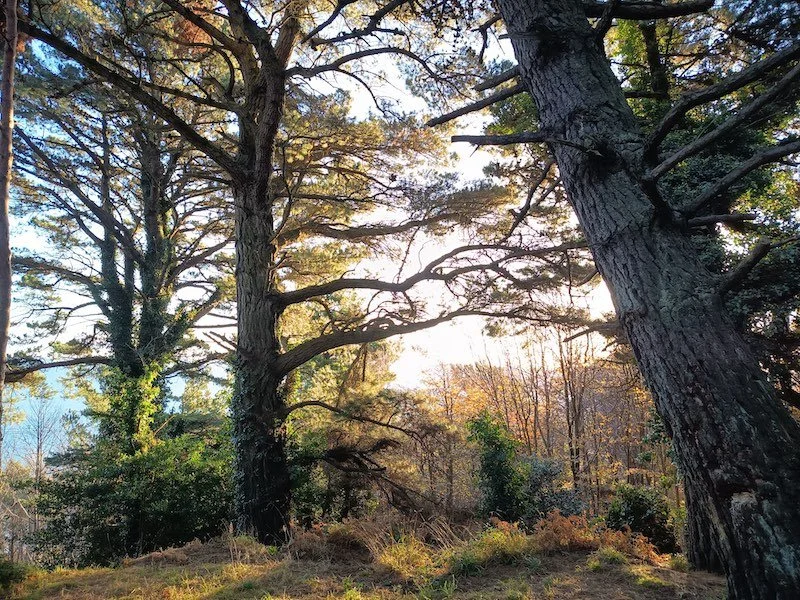 Photograph of an autumn woodland with two trees in the foreground