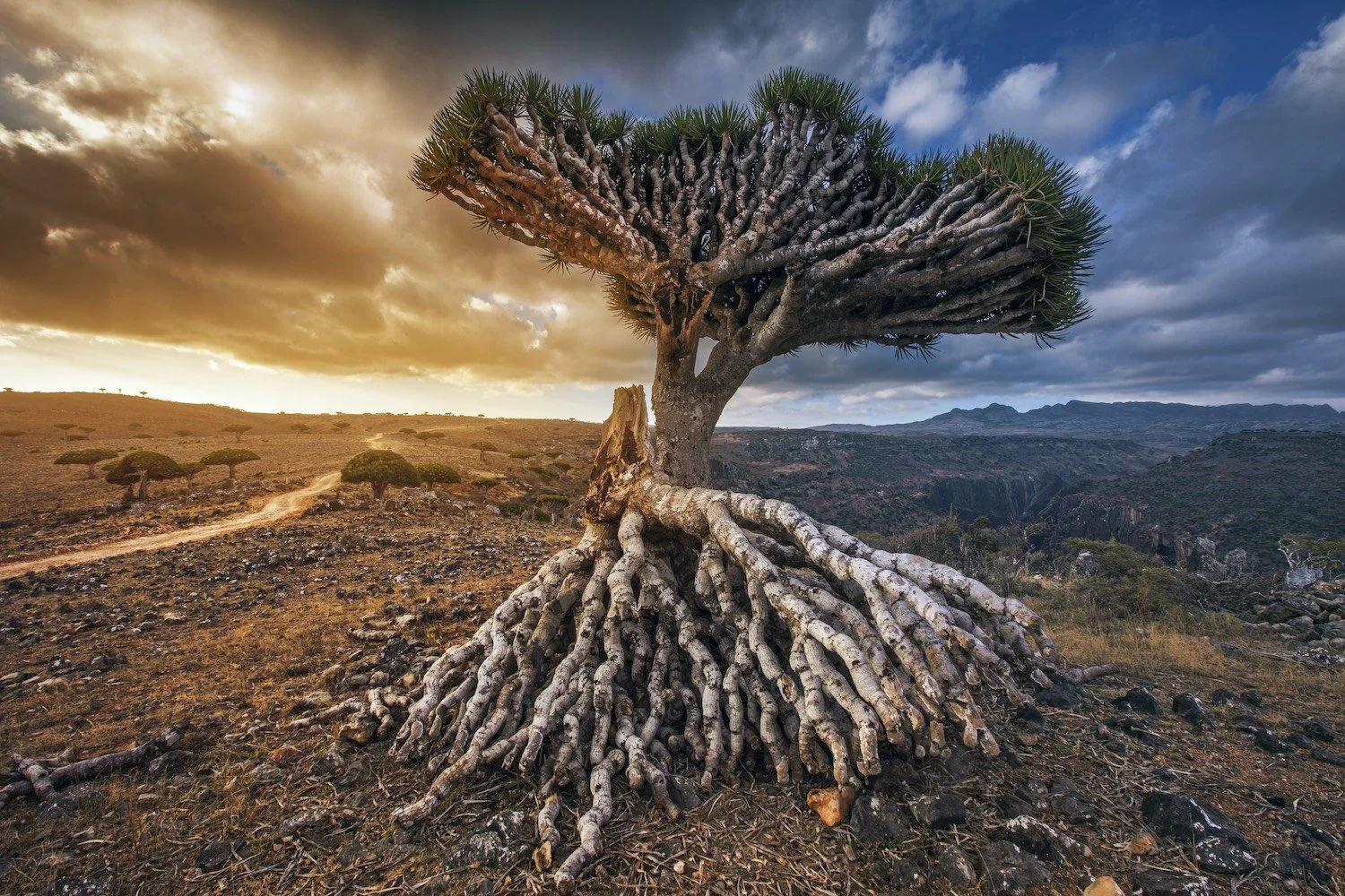 Photograph of Dragon Trees at Dixam Plateau on Socotra Island, Yemen.