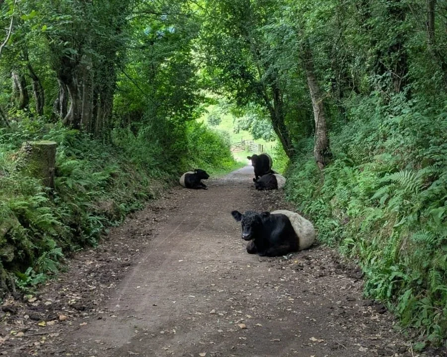 Cows on the trail