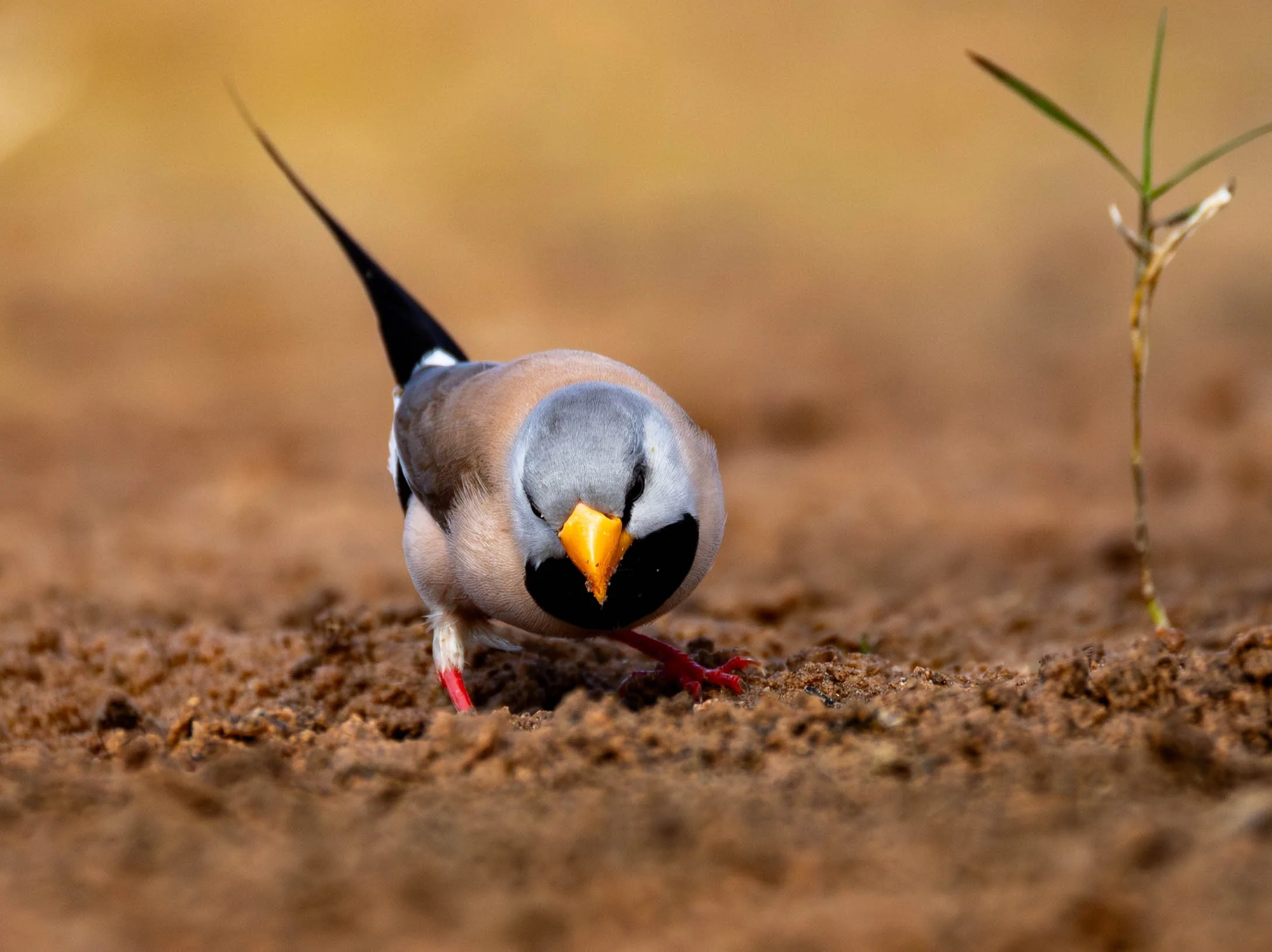 Long Tailed finch 