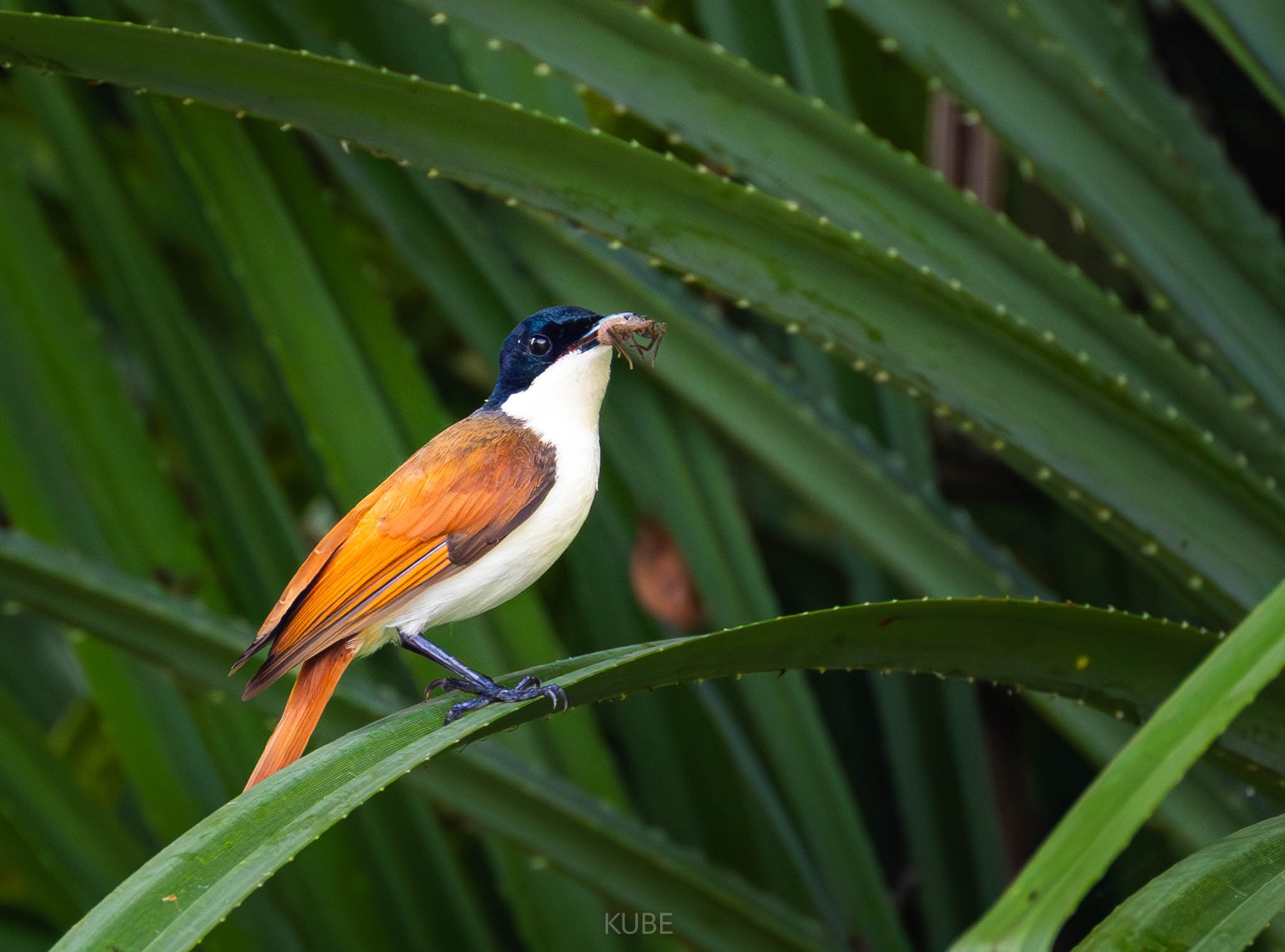 Shinning Flycatcher 