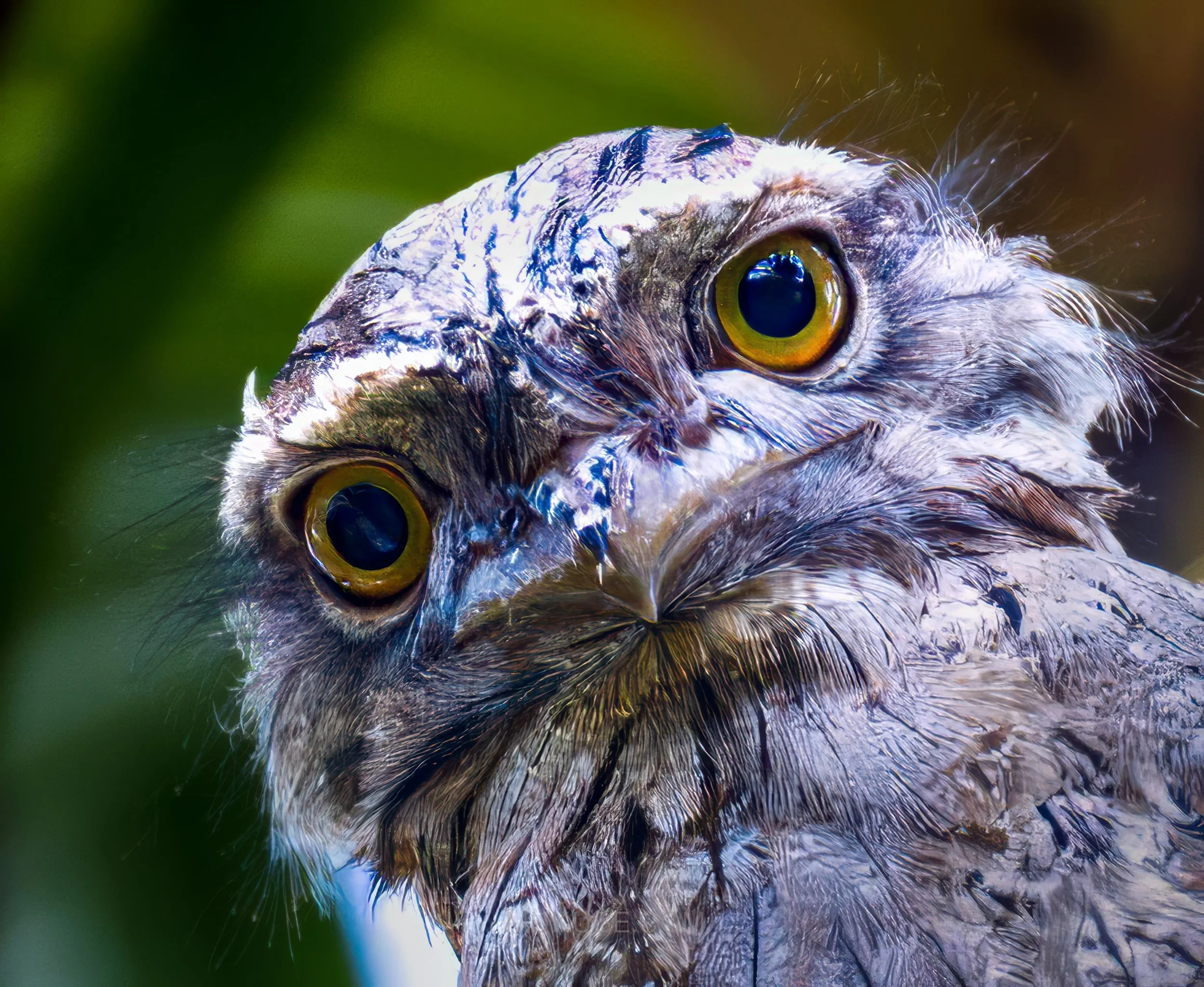 Tawny frog mouth