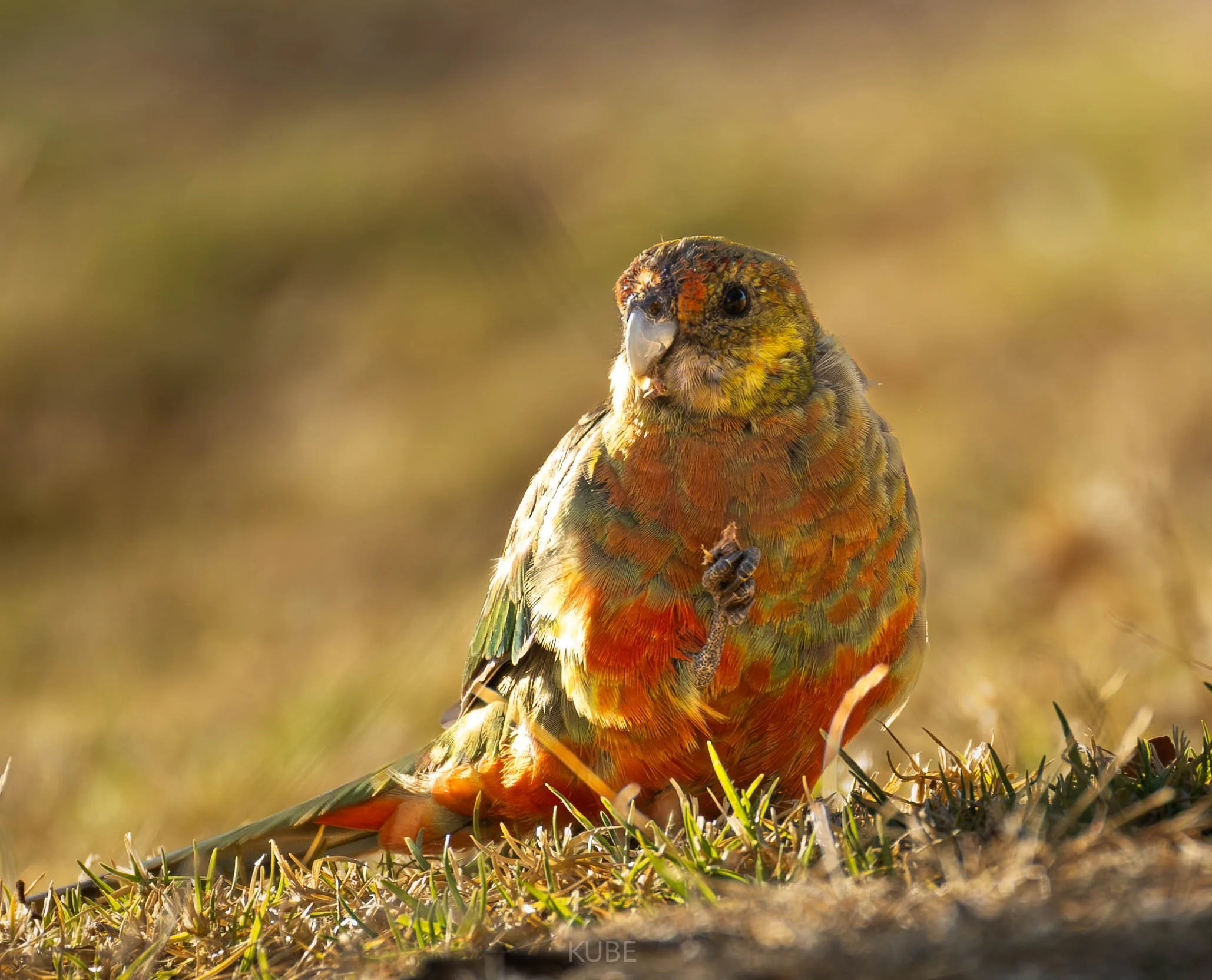 Western Rosella 