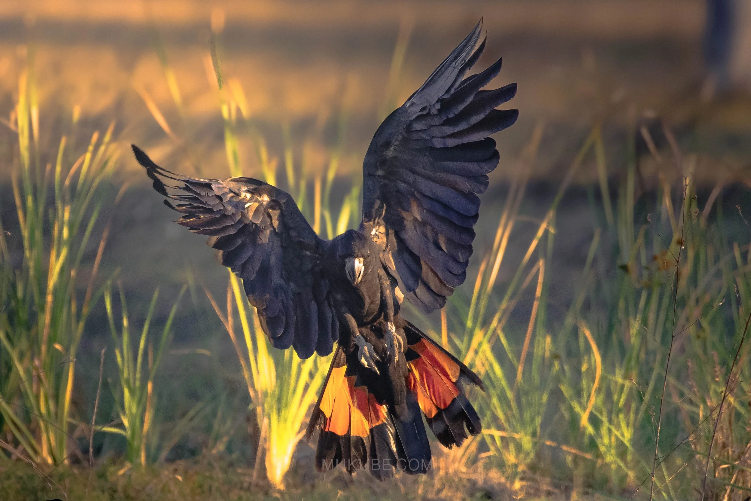 Red Tailed Black Cockatoo