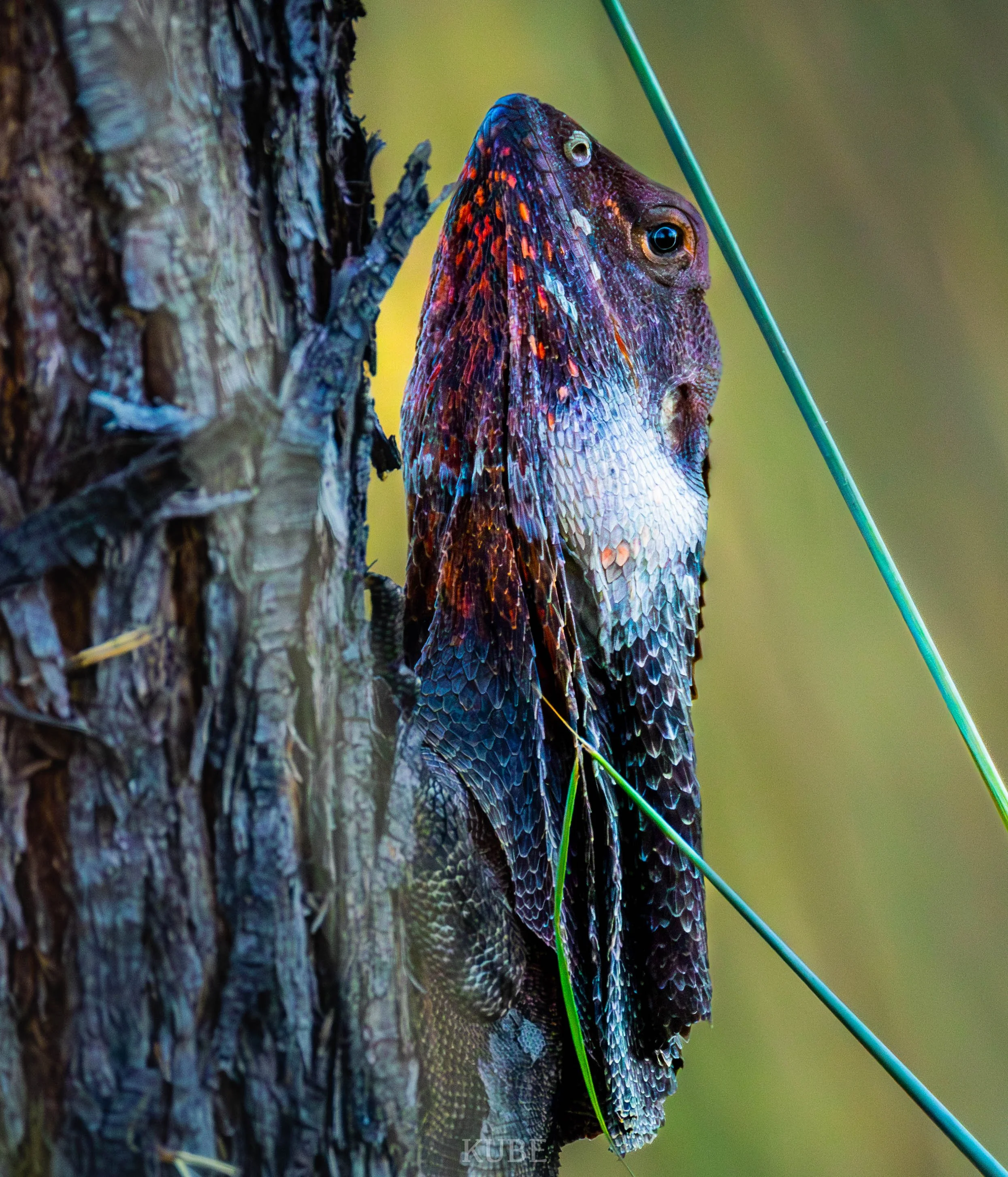 Frilled Necked Lizard 