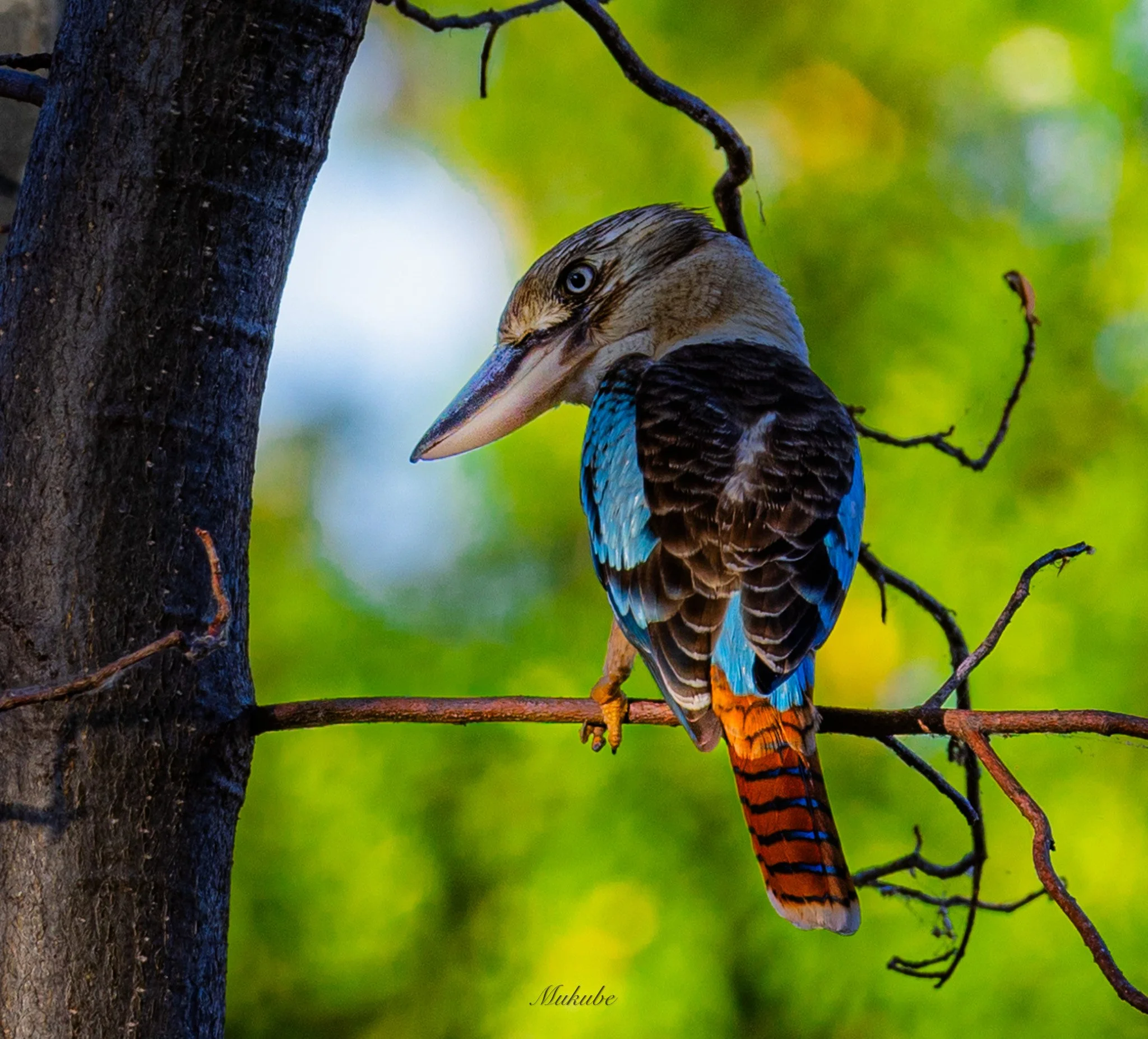 _MG_3084 - Copy (3)-2.jpg