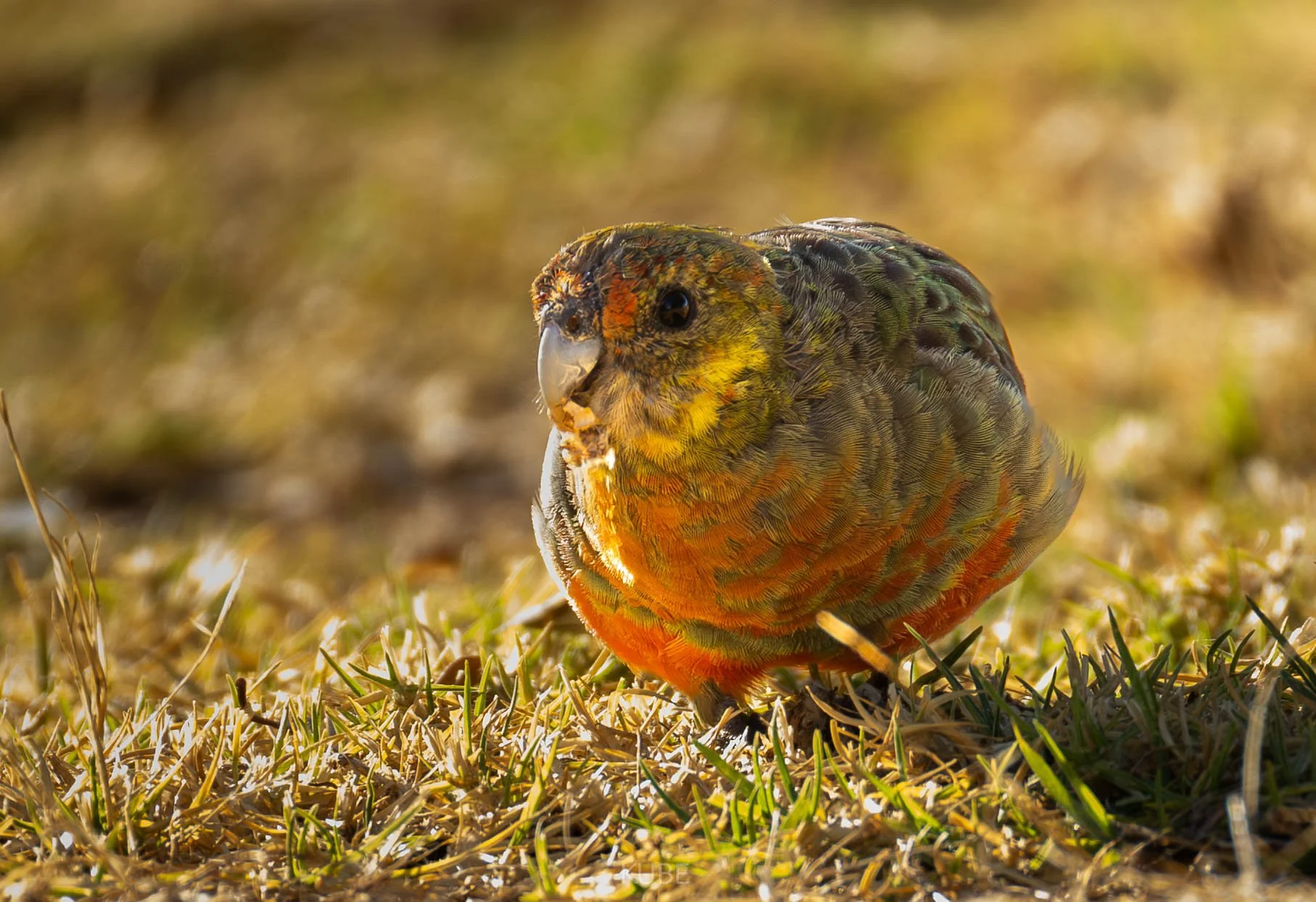 Western Rosella 