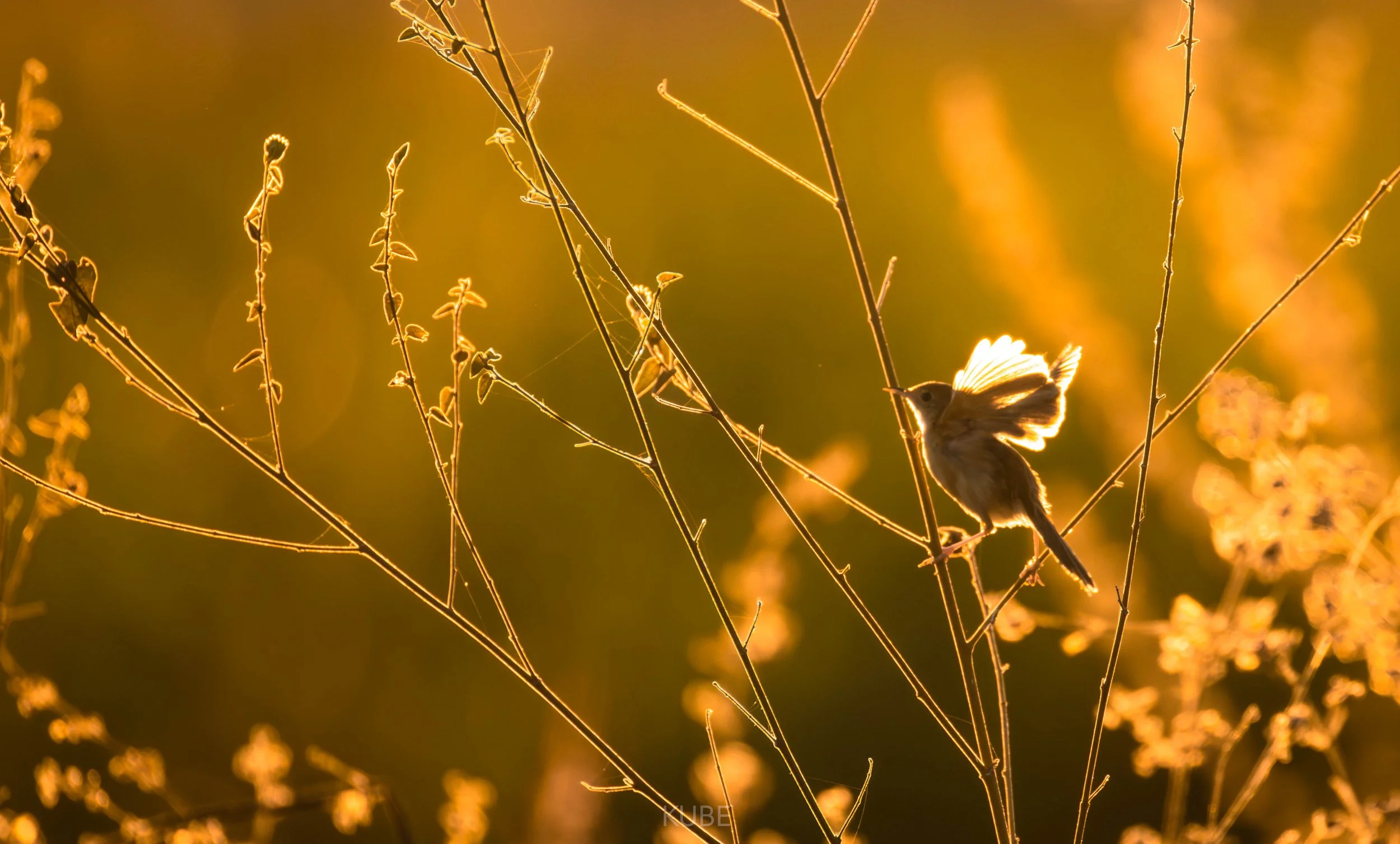 Golden headed cisticola in back light 