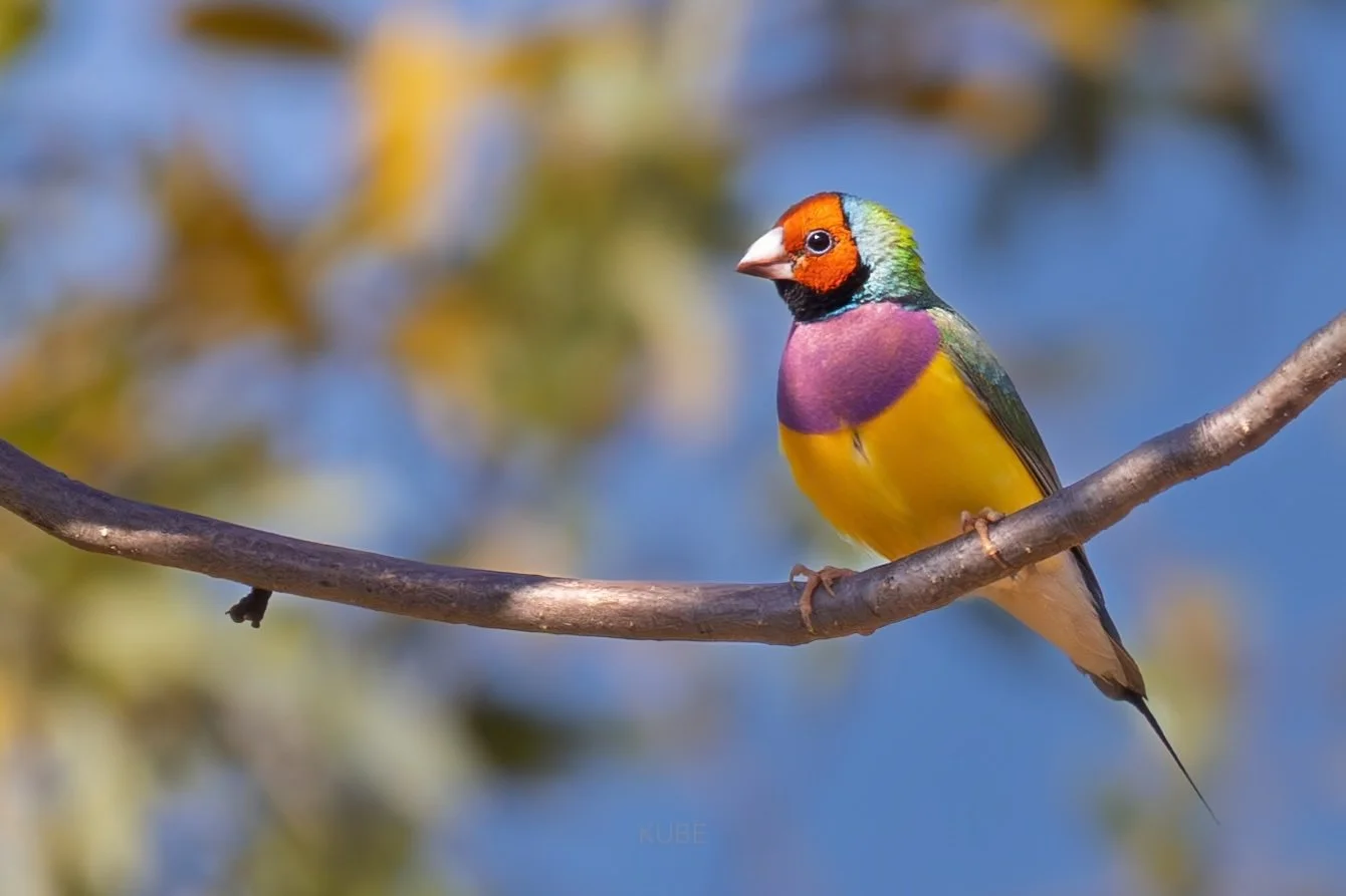 Gouldian finch