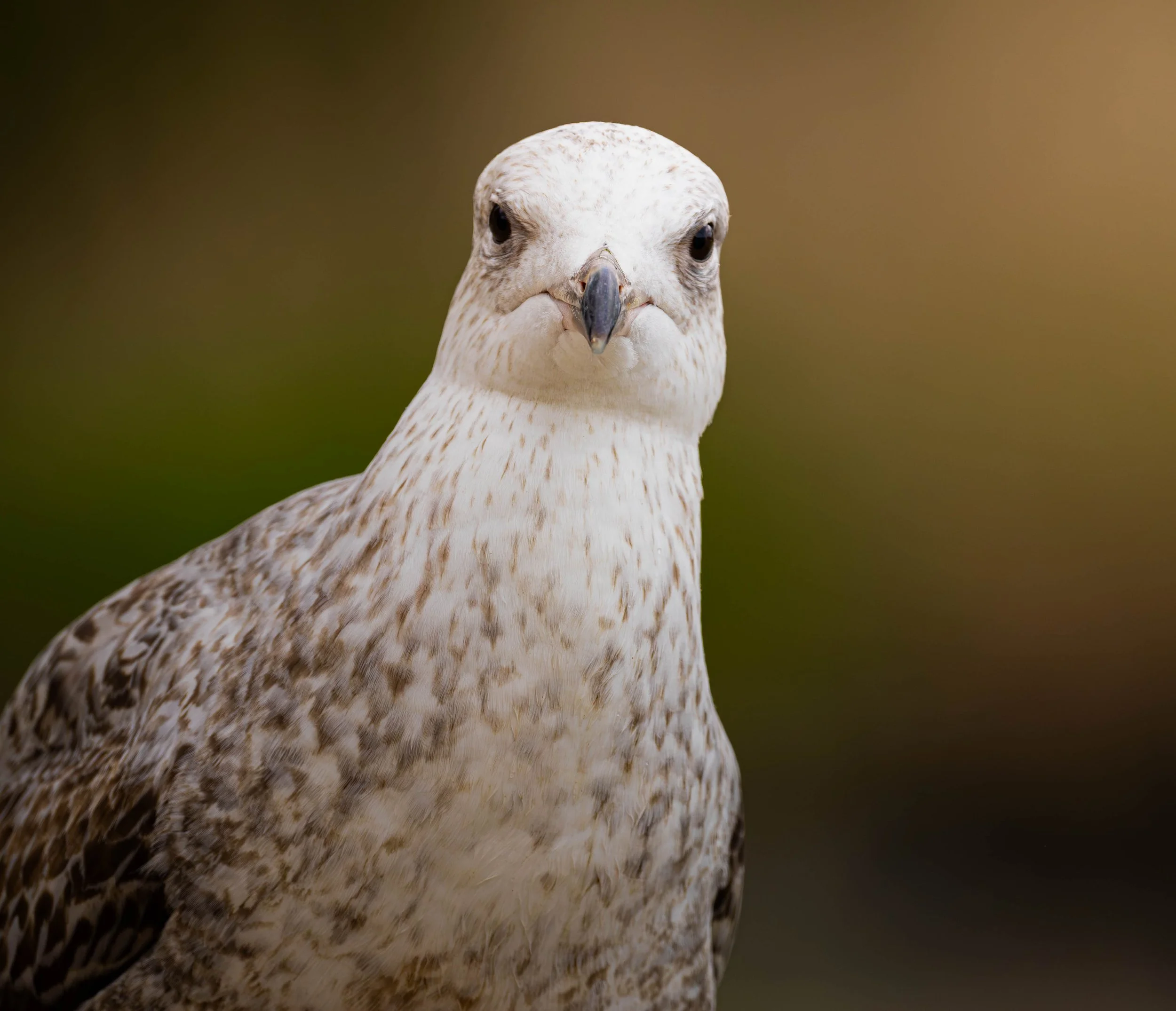 UK Gull, photographed in lancing 