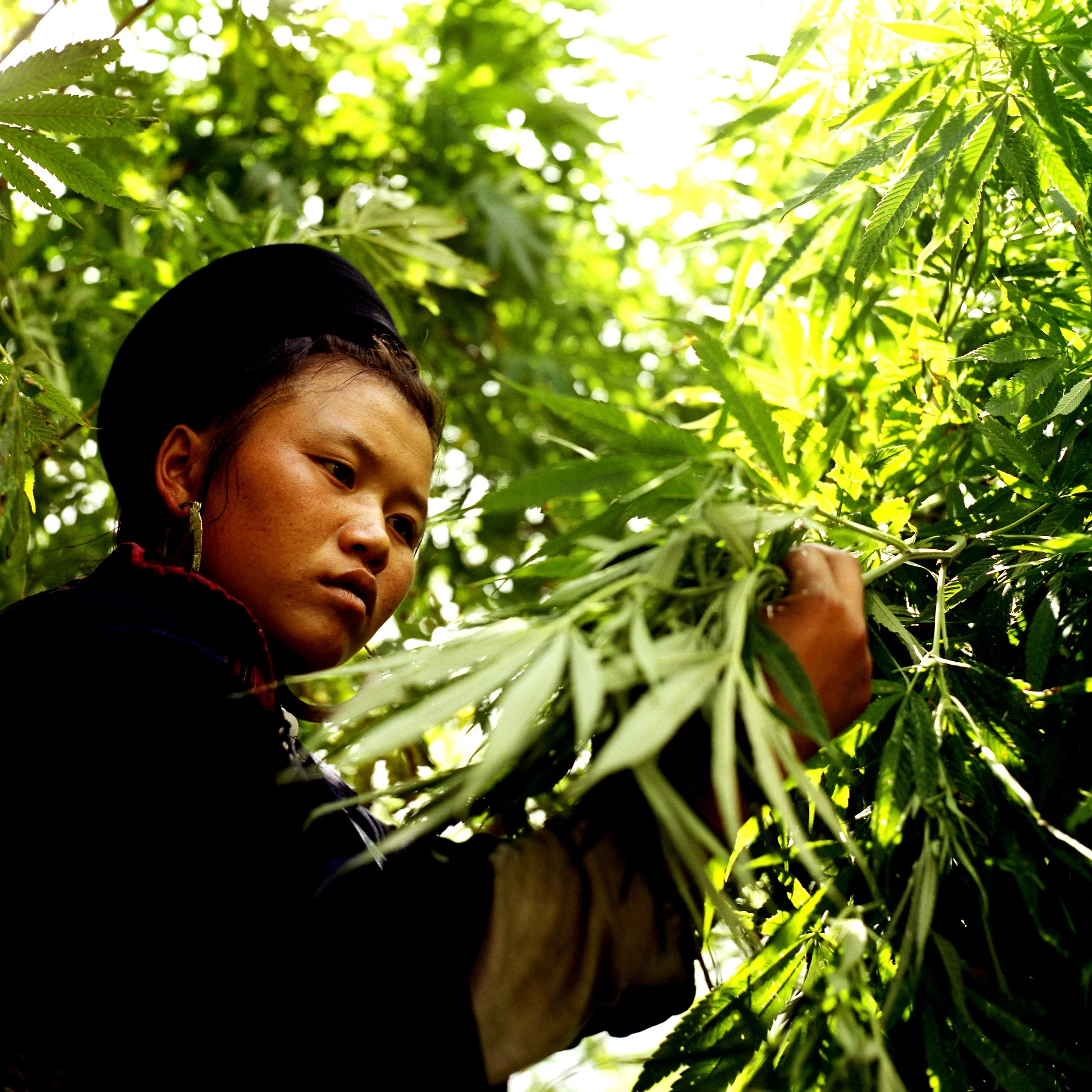 femme et chanvre 10-87990Copier.jpg