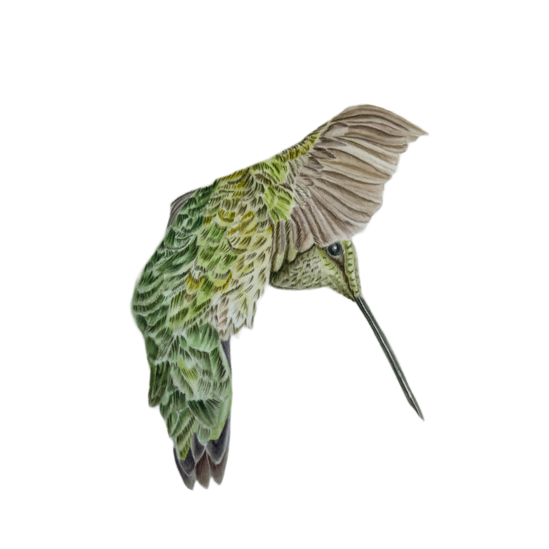 Acrobatic Hummingbird, 11x17", watercolor, $200.
