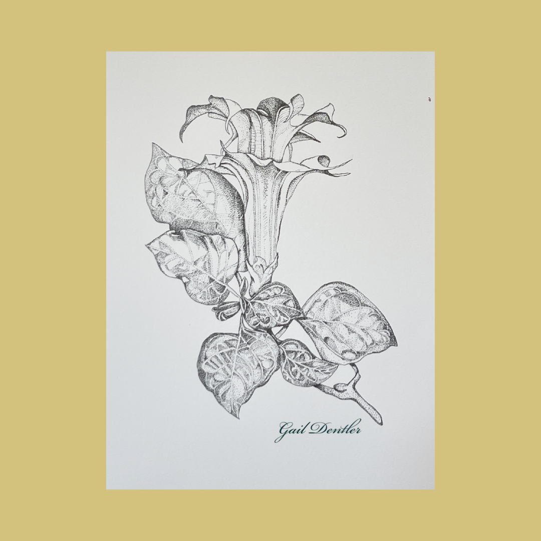 Devils Trumpet, 9x12, pen and ink, $100.