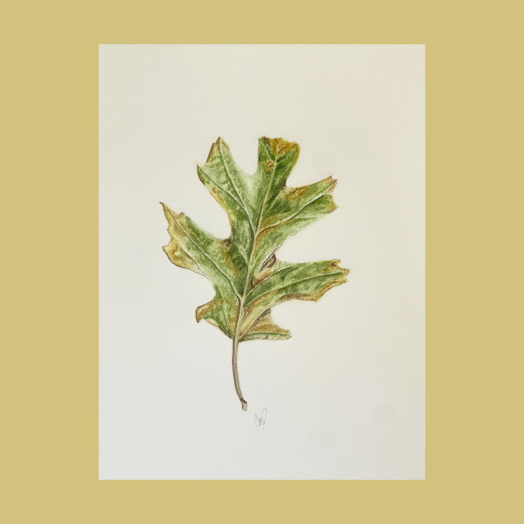 Oak Leaf, 8x10, Watercolor.  $50.