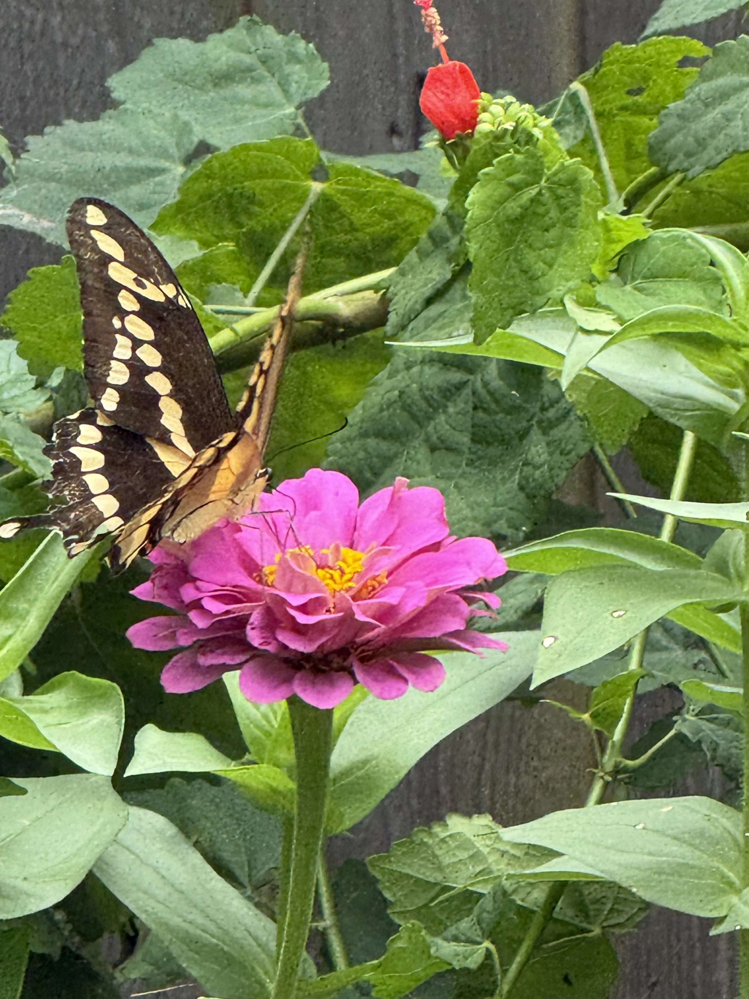 IMG_0357.jpeg