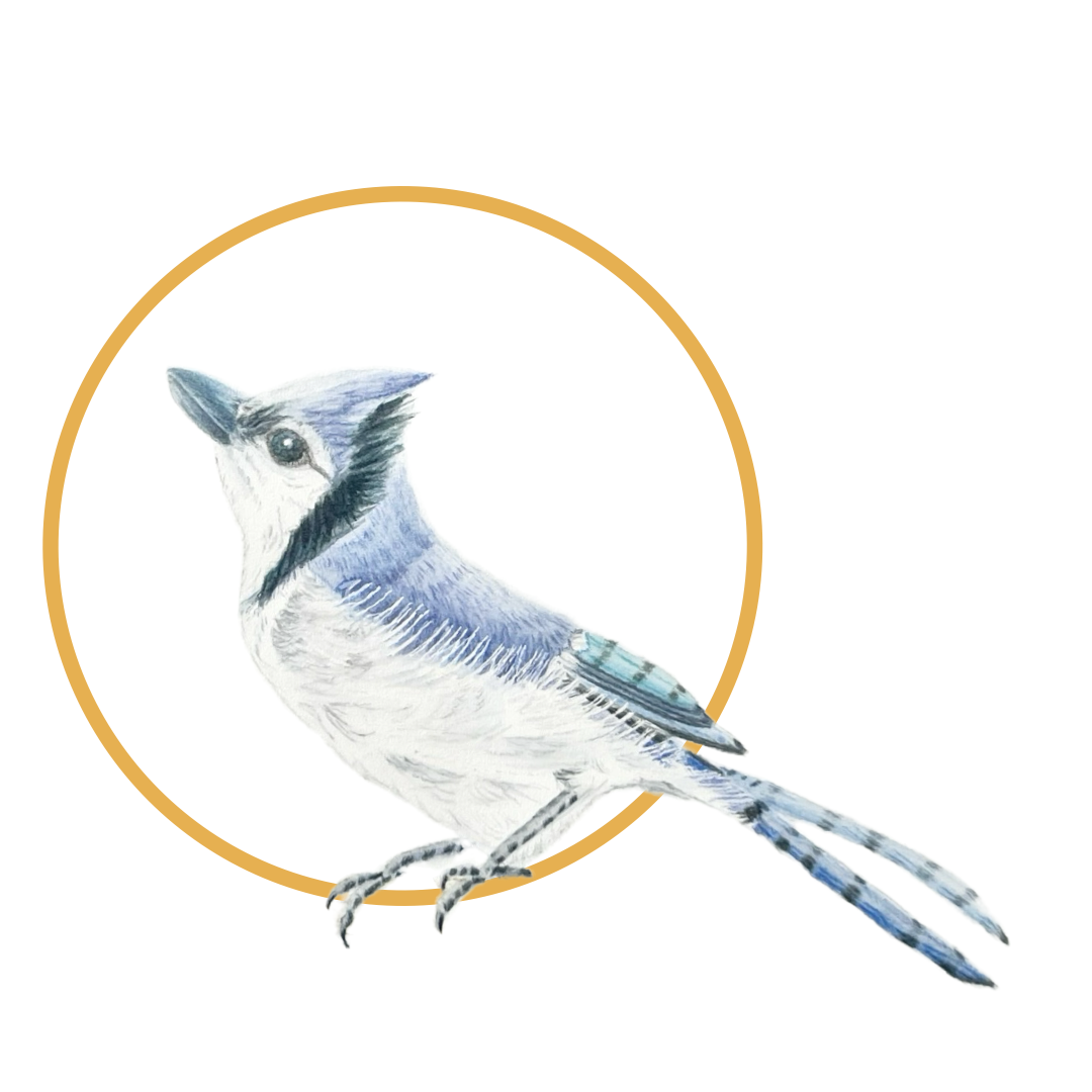 Baby Blue Jay, Digital Print of original art.  Price varies by size.  Contact for more info.