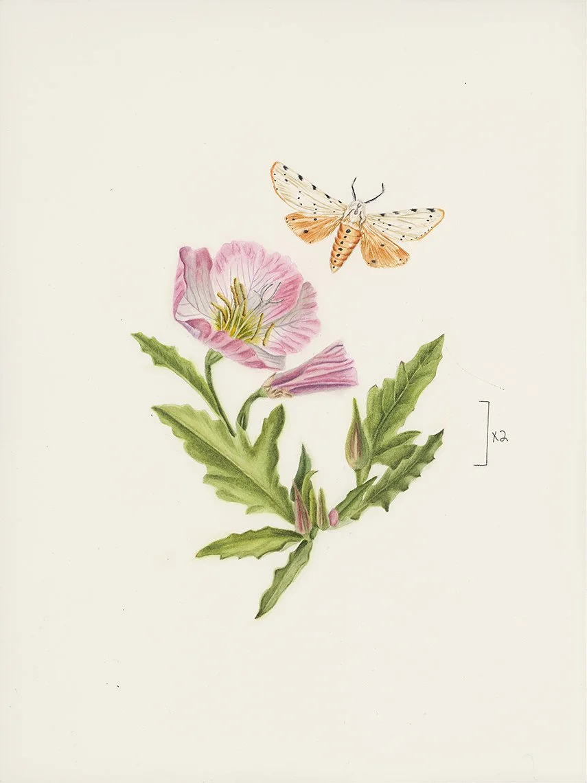 Pink Evening Primrose, 8x10", Watercolor, $100.