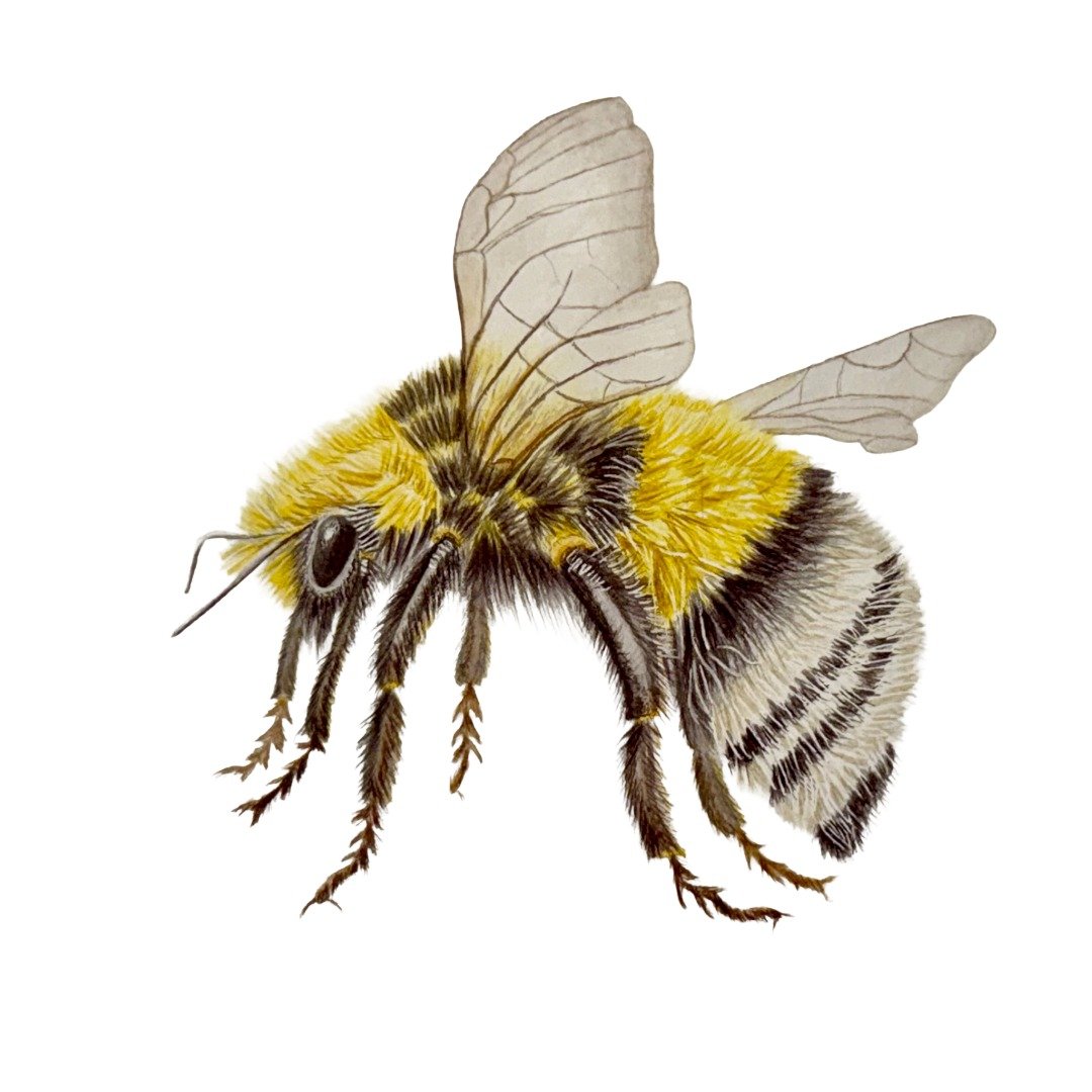Bumble Bee, 8x10" Watercolor. (Sold)