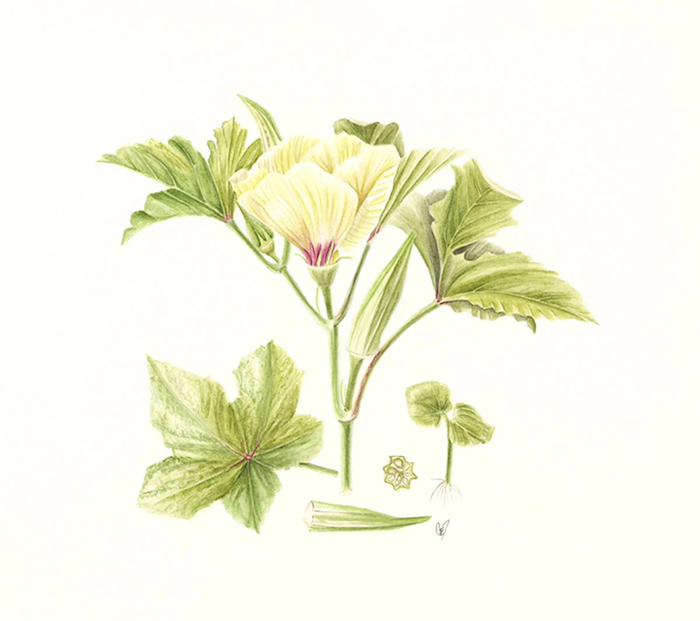 Three Okra, 10x10", Watercolor. (Sold)