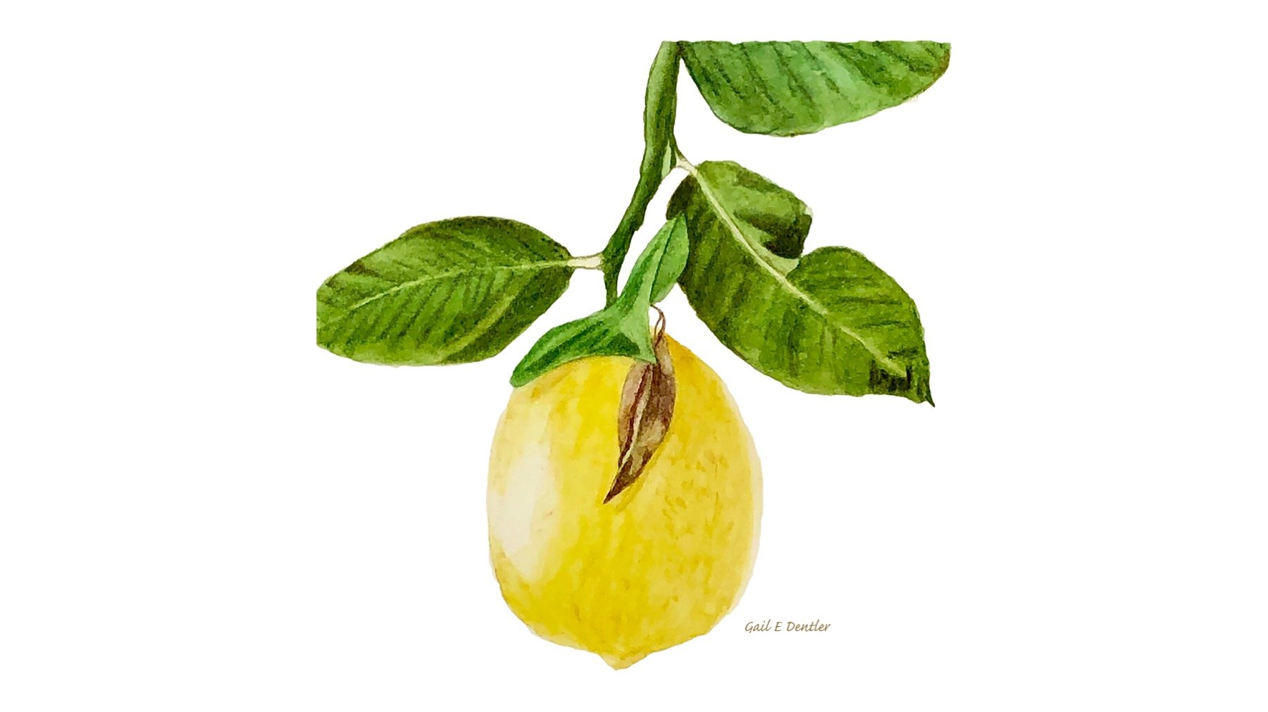 Meyer Lemon, 8x10", Watercolor. $50.