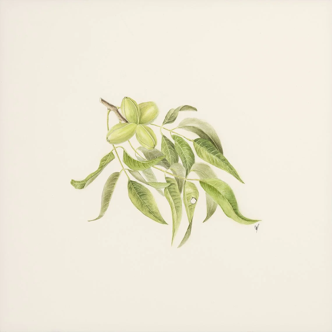 Spring Green Pecan.  10x10", Watercolor. $200.