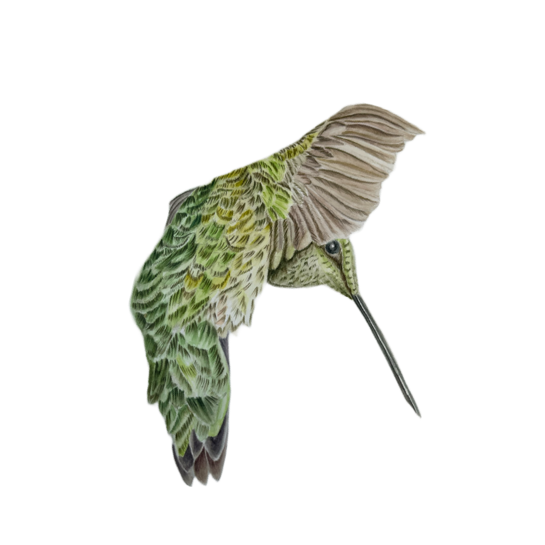 Draw a Hummingbird - Free PDF