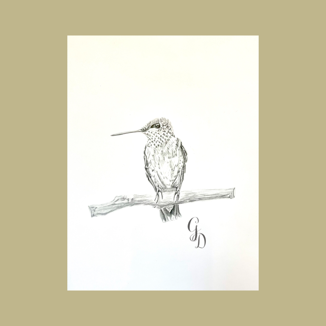Resting Hummingbird, 8x10", Graphite. (Sold)