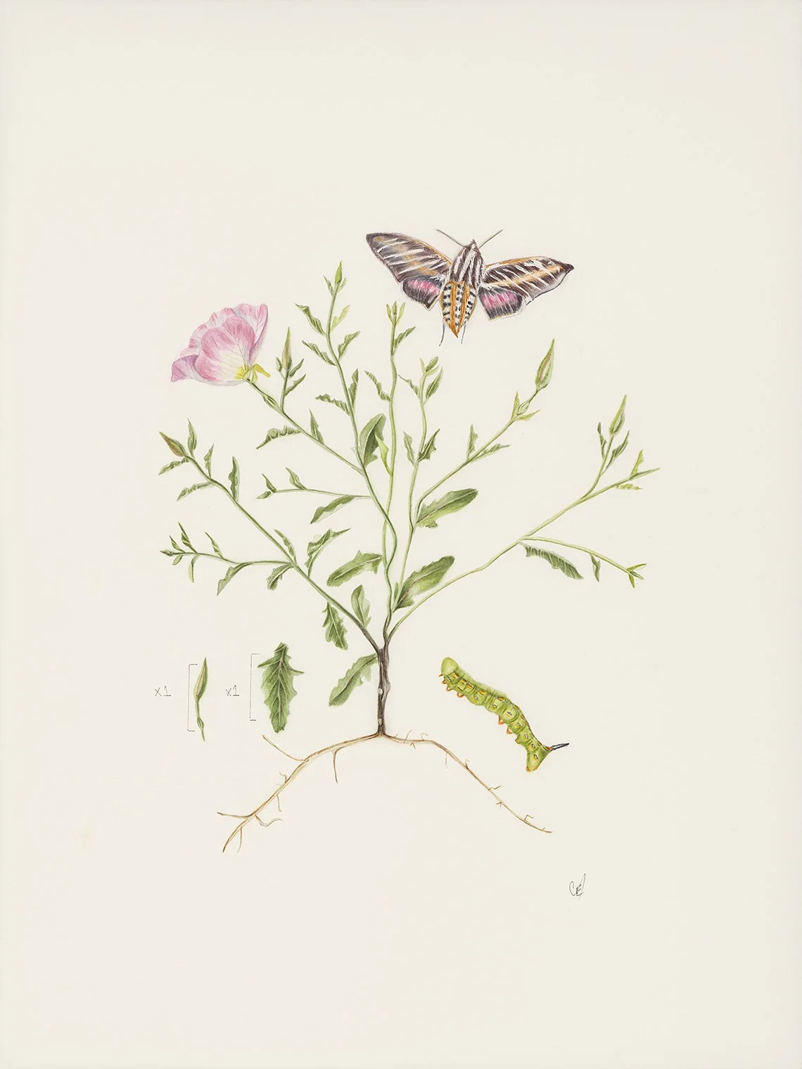 Hummingbird Moth with Pink Evening Primrose Scientific plate.  $150.  11x17", Watercolor.