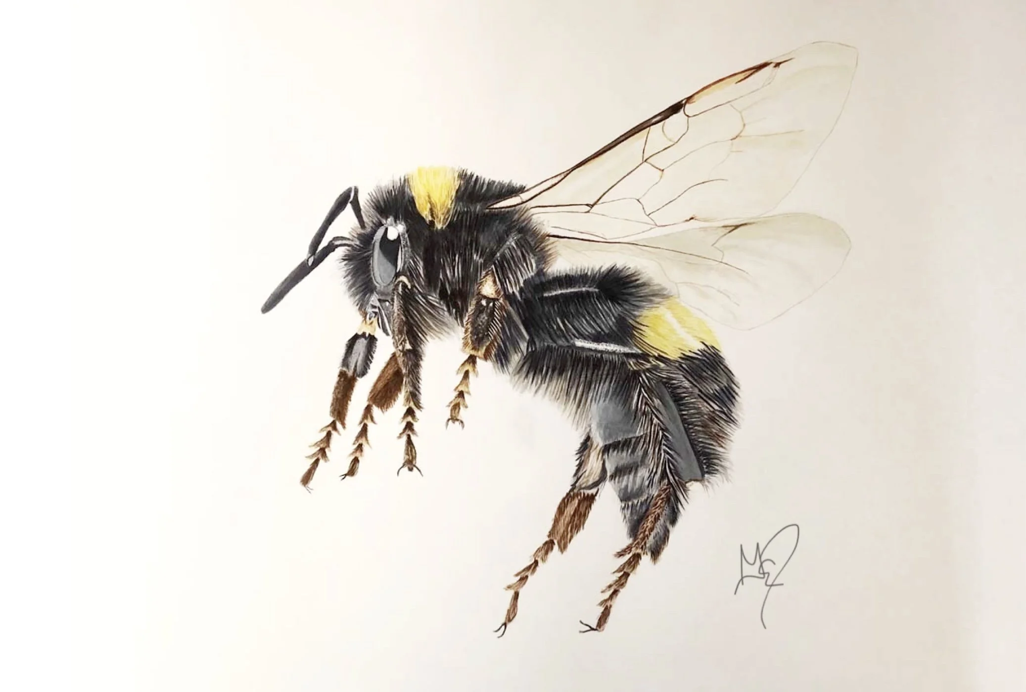 Buff Tailed Bee, 17x20", Watercolor. (Sold)