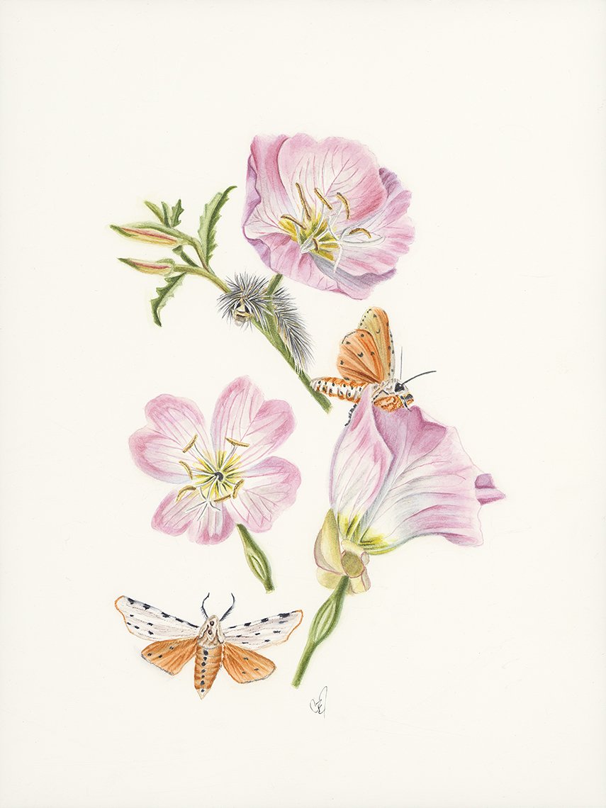 Pink Evening Primrose and its Pollinators. 8x10", Watercolor.  $100.