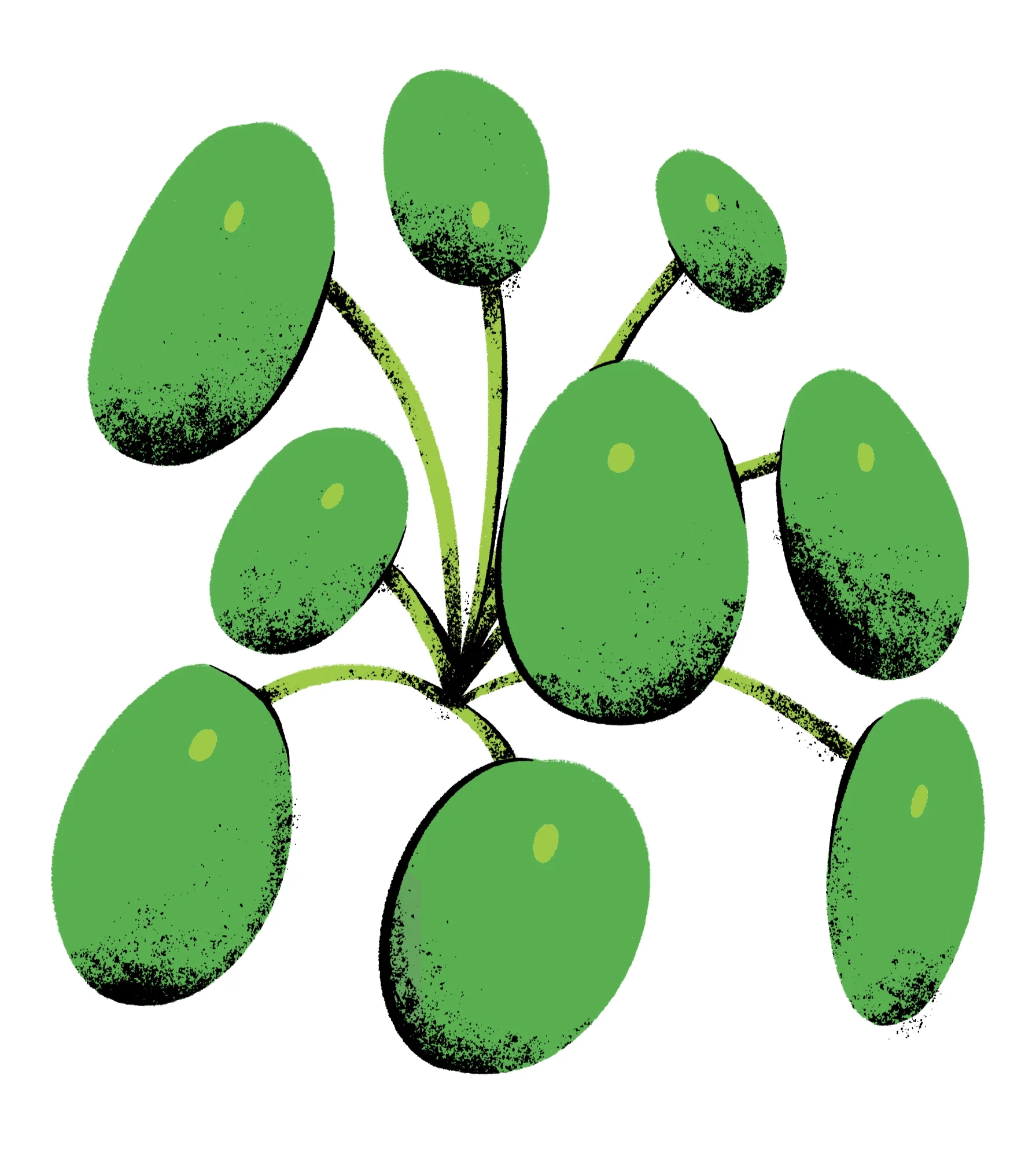 Pilea Peperomioides (Chinese Money Plant)