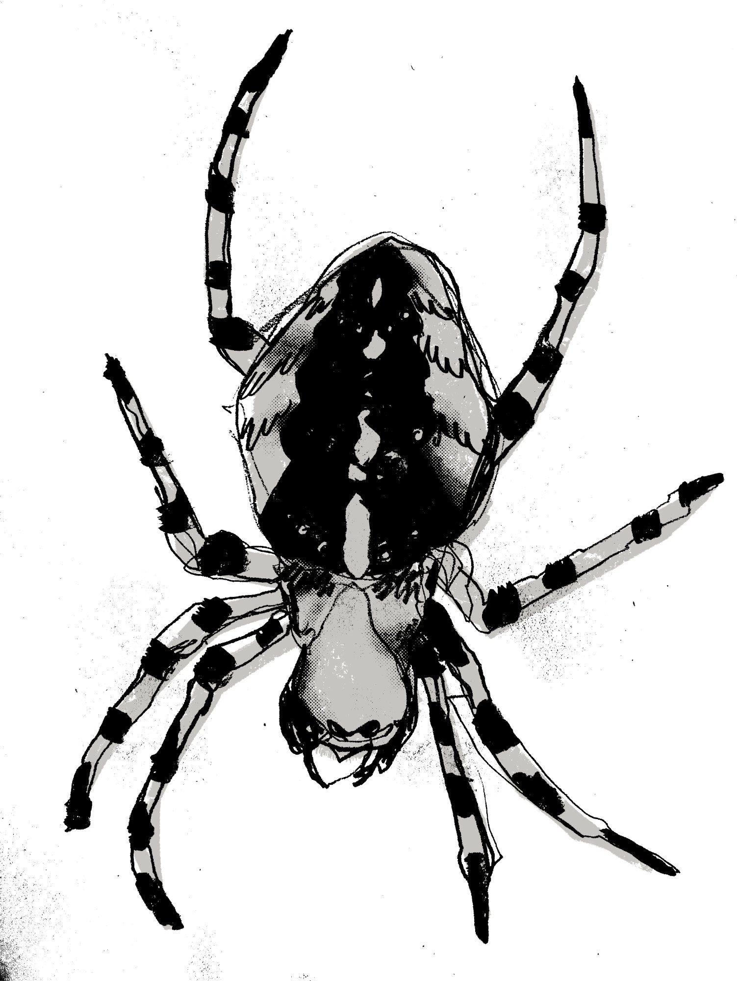 Spider