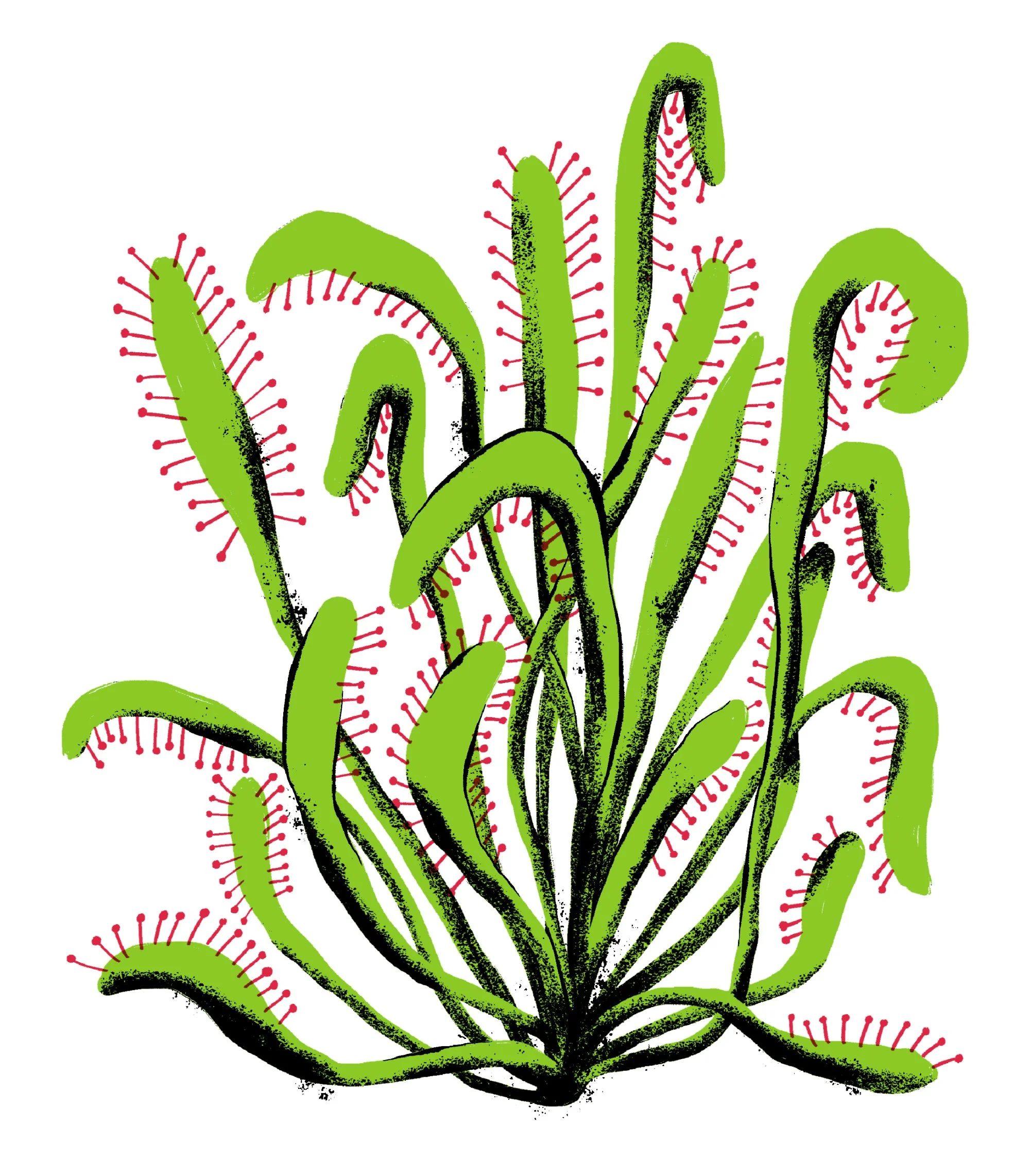 Drosera Capensis (Cape Sundew)
