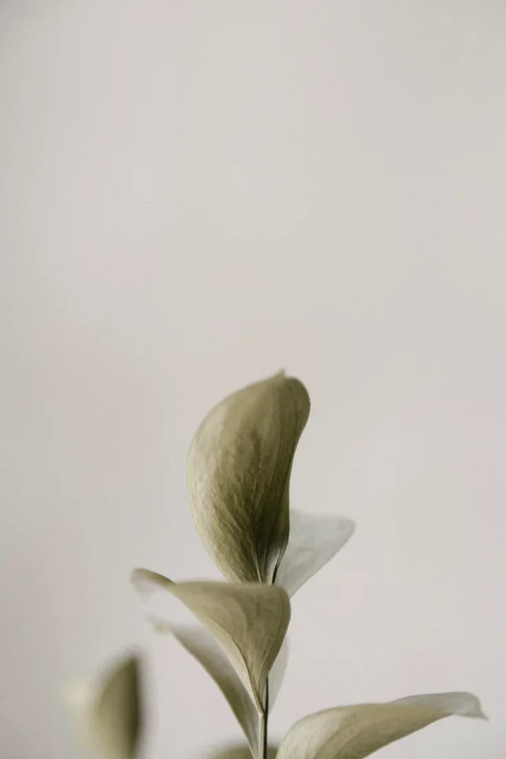 The Values Behind Solāis