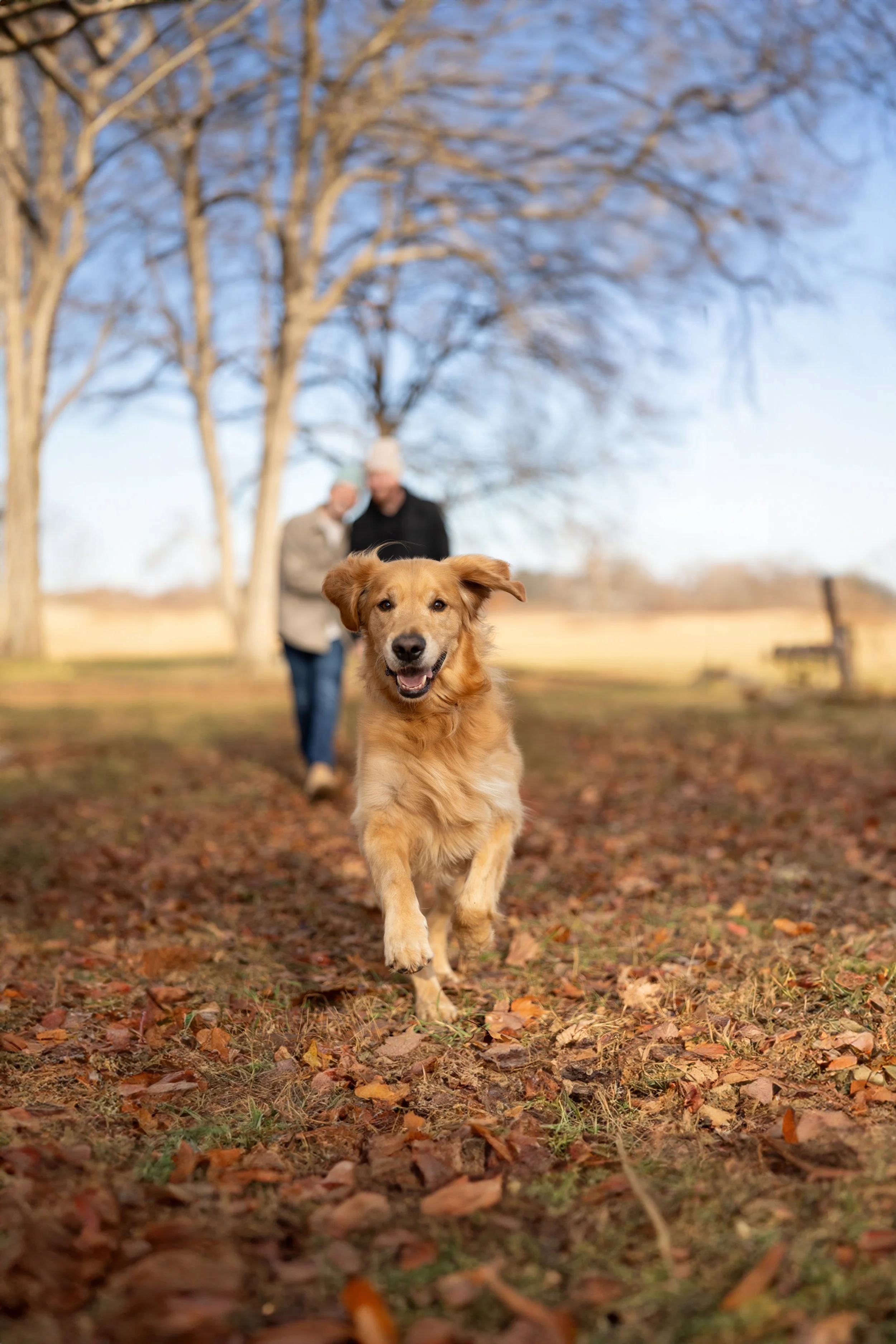 A golden retriever running towards the camera in a park with two people walking behind, trees with bare branches, and fallen leaves on the ground.
