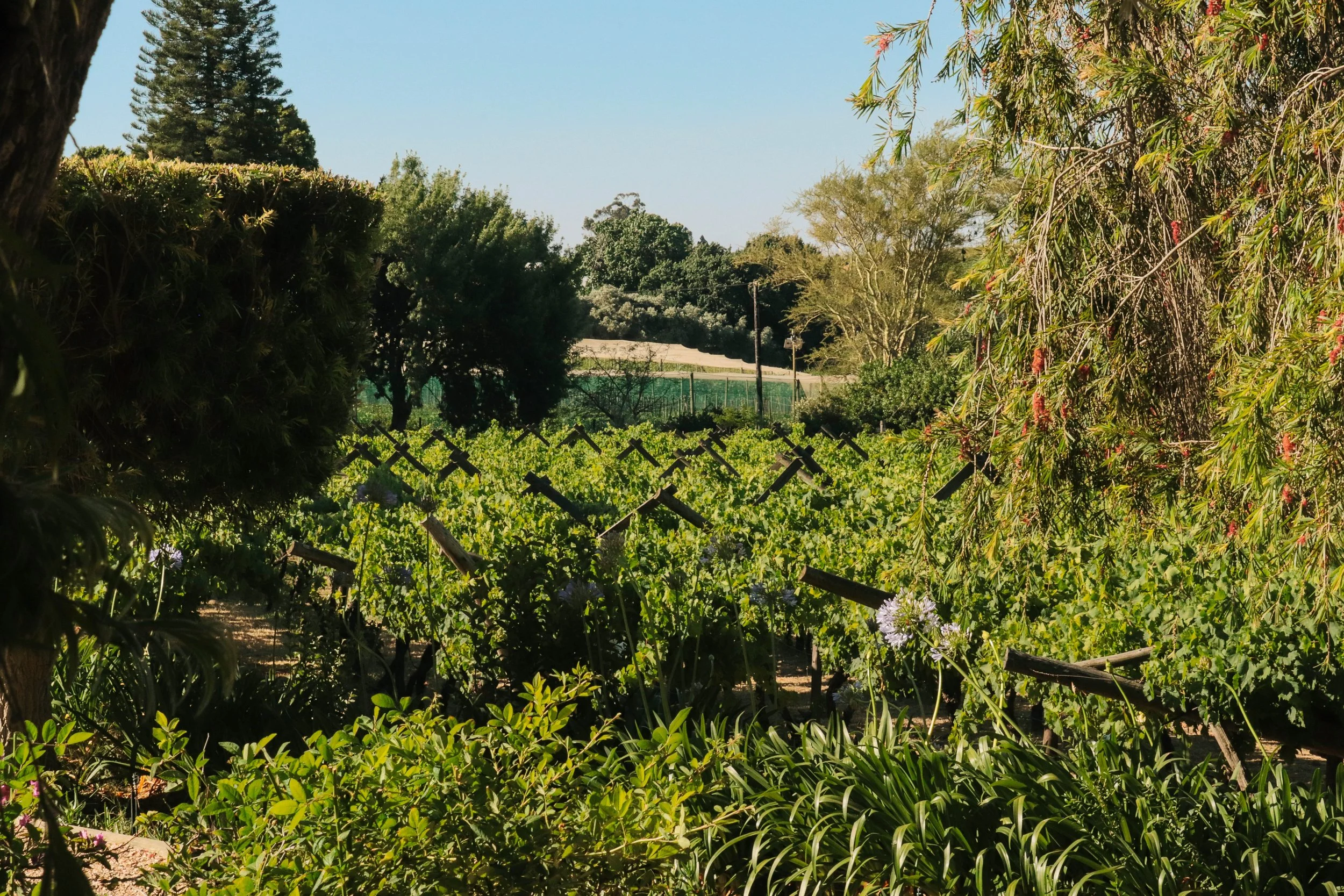 A sunny vineyard with rows of grapevines supported by wooden posts, surrounded by trees and greenery.