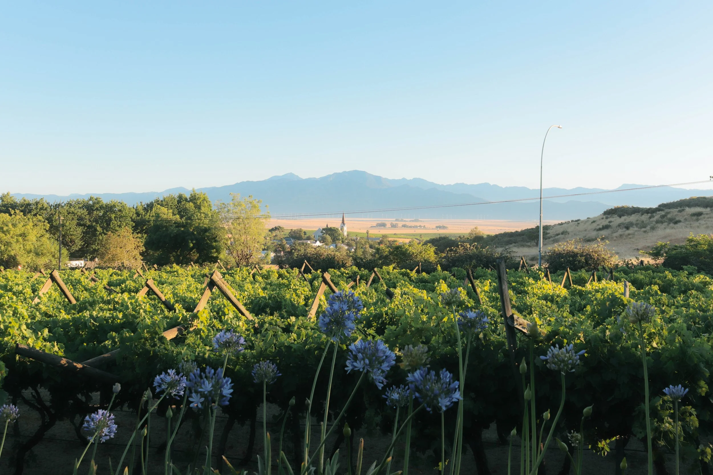 Vineyard with rows of grape vines, blue flowers in the foreground, trees, a church steeple, mountains in the distance, and clear blue sky.
