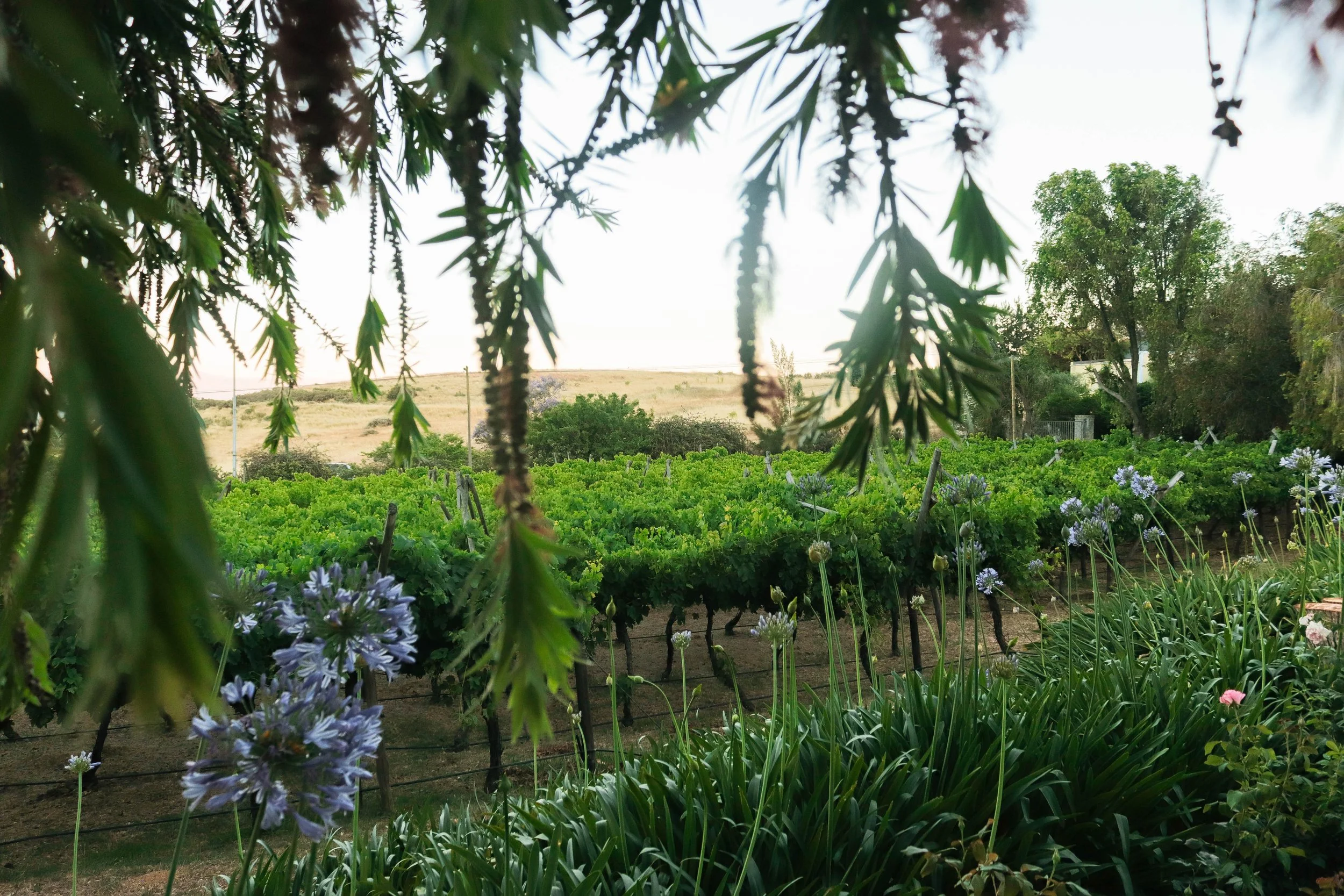 A view of a vineyard with lush green grapevines and flowering plants, framed by tree branches in the foreground, with rolling hills and trees in the background.