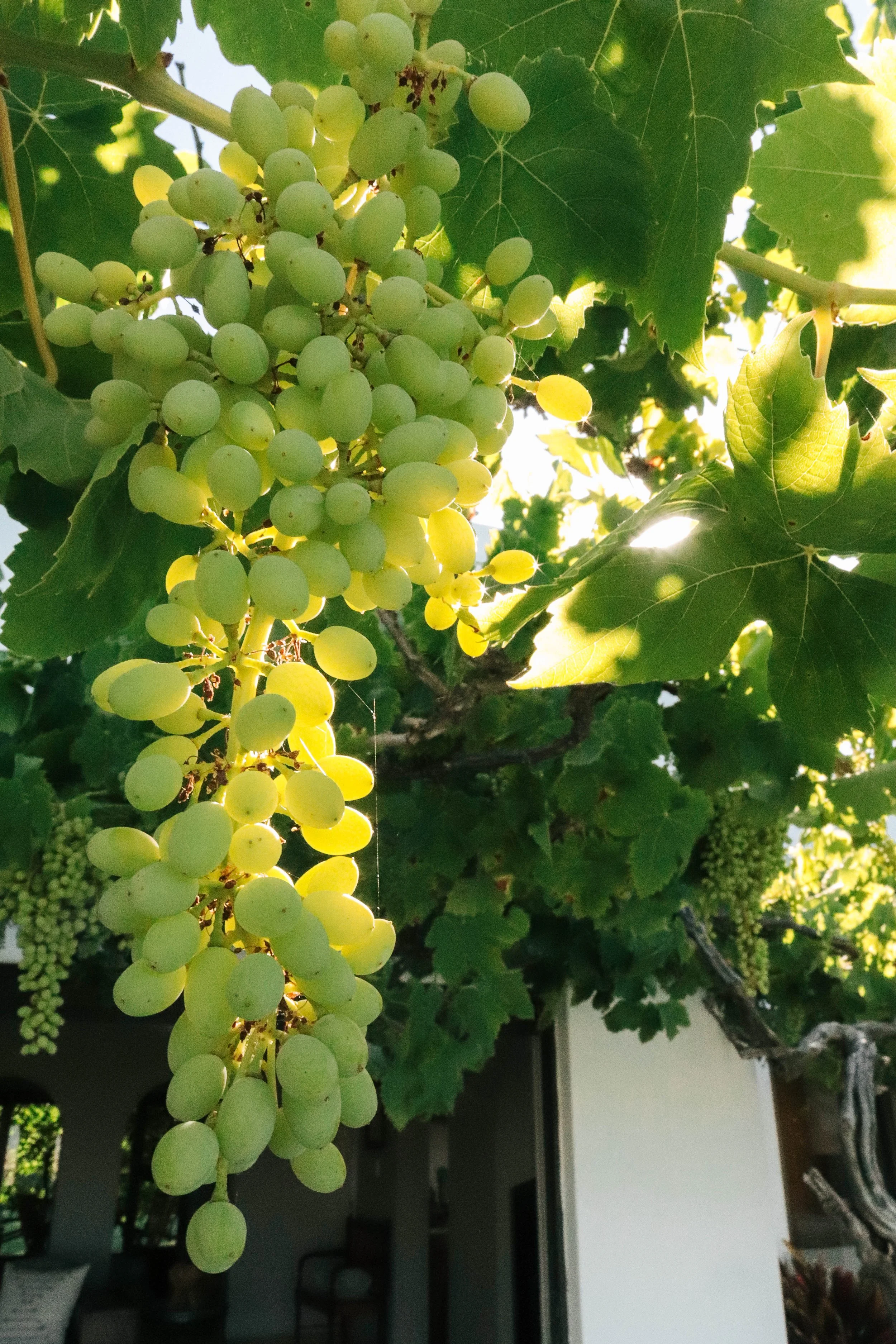 A bunch of green grapes hanging from a vine with large green leaves, sunlight filtering through, and a house interior visible in the background.