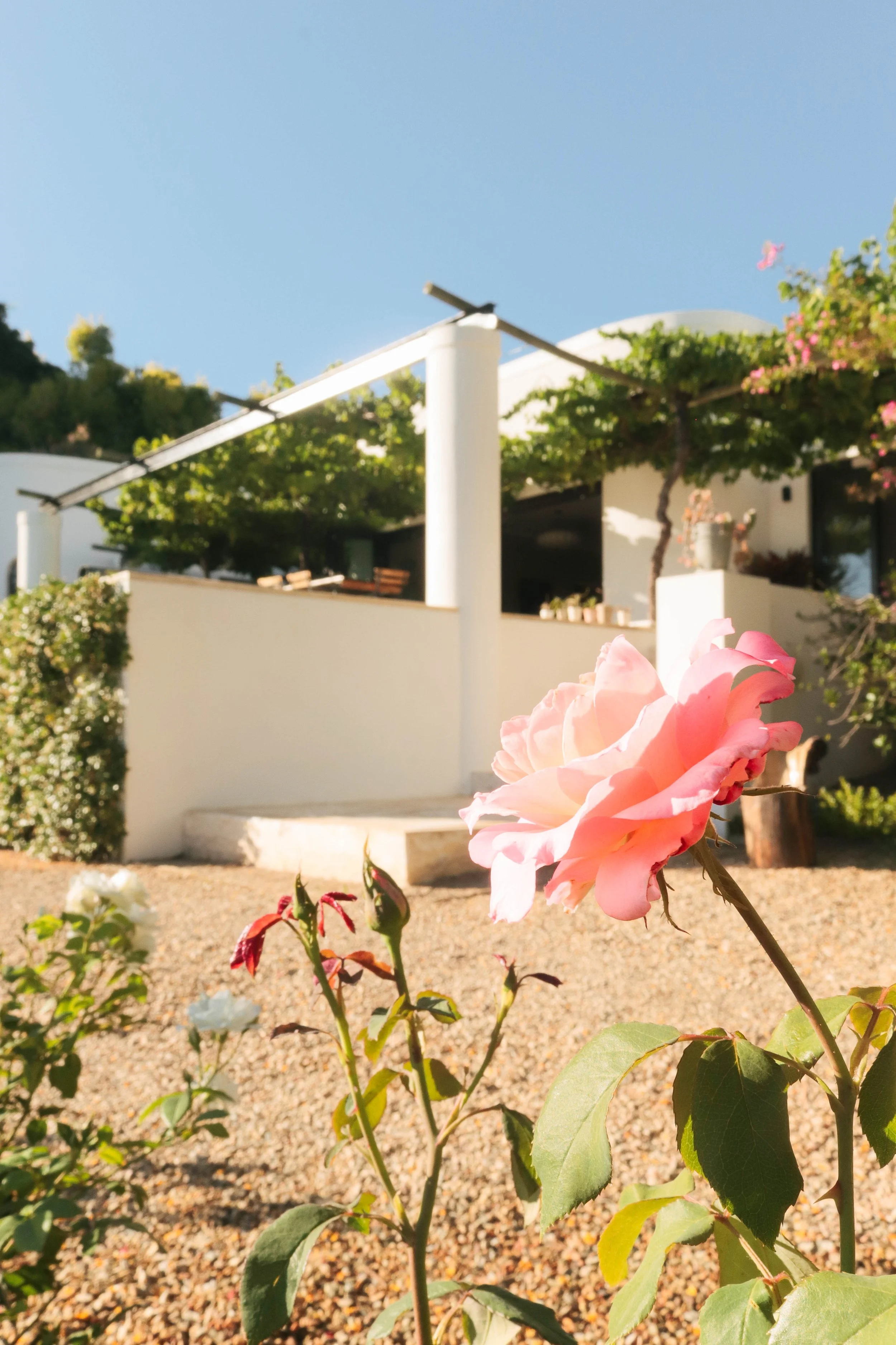 A pink rose in the foreground with a modern house and garden in the background under a clear blue sky.