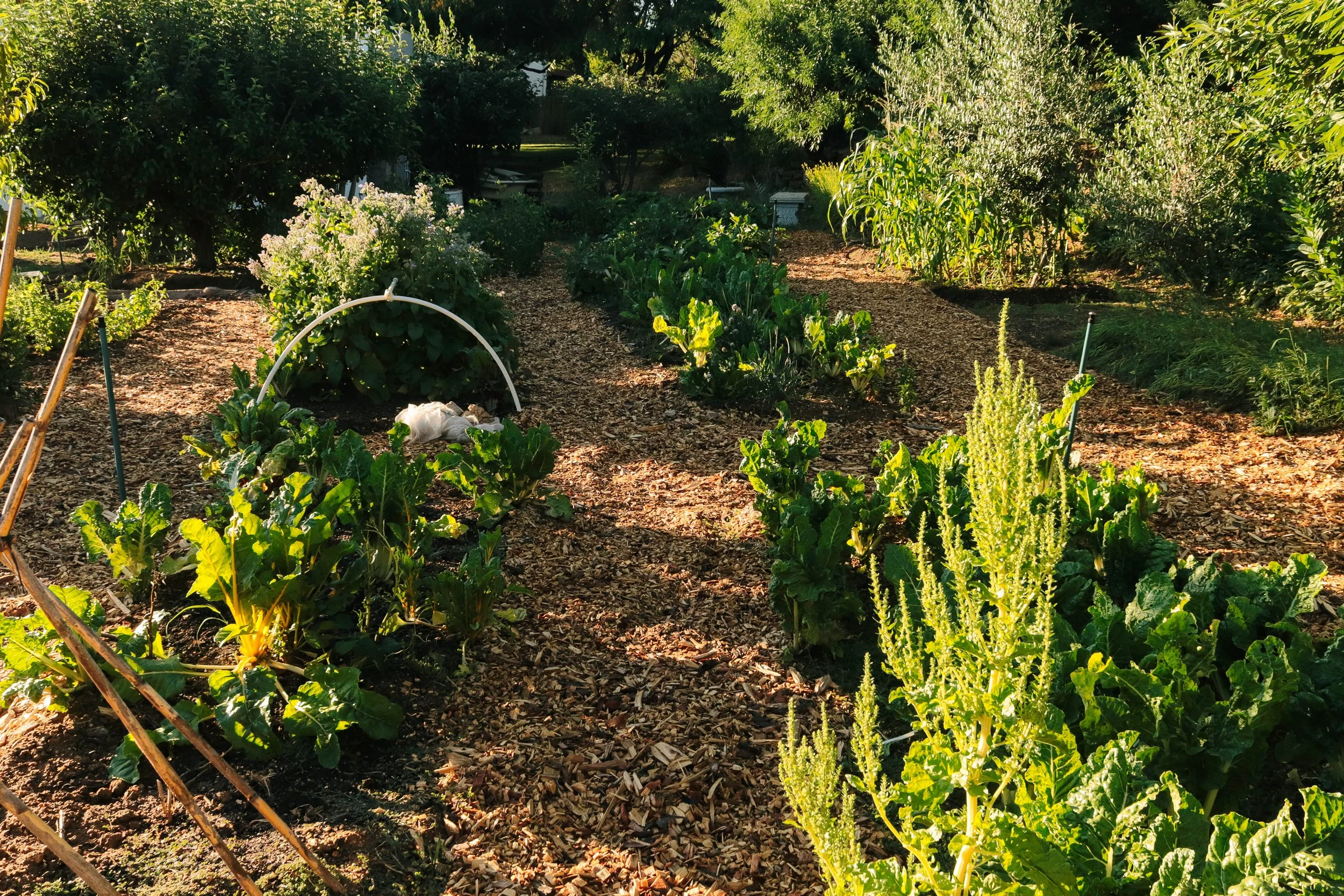 A lush vegetable garden with rows of green leafy plants, some with tall stalks, and a pathway covered with wood chips in a sunny outdoor setting surrounded by trees and shrubs.