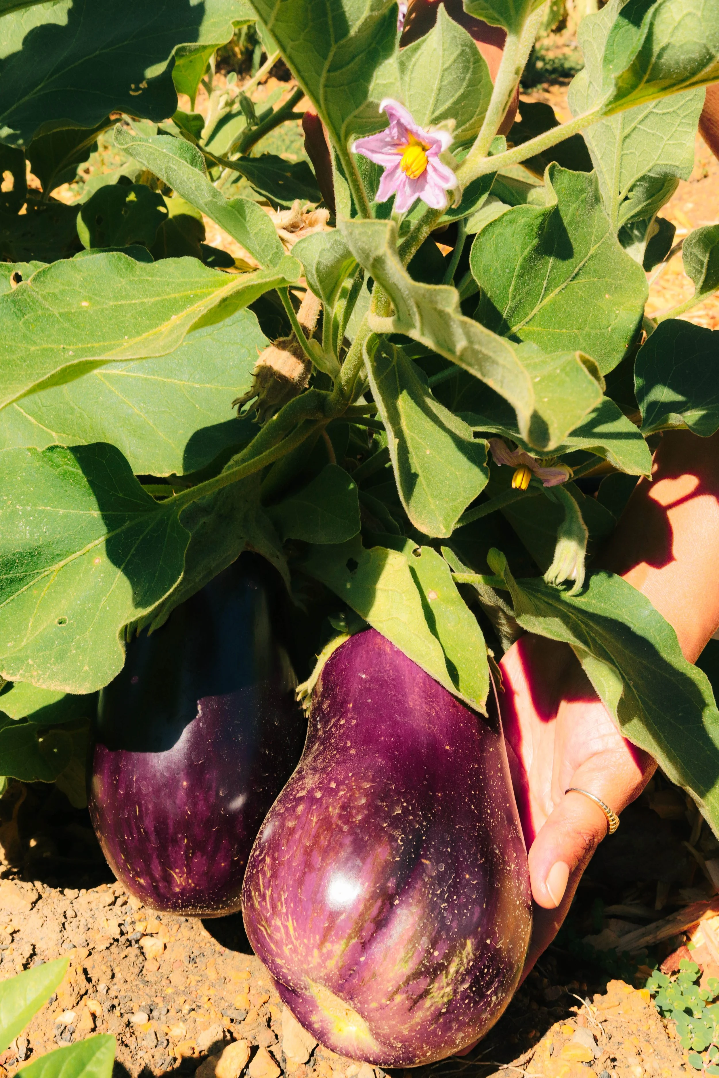 Two purple eggplants growing on a plant with large green leaves in a garden.