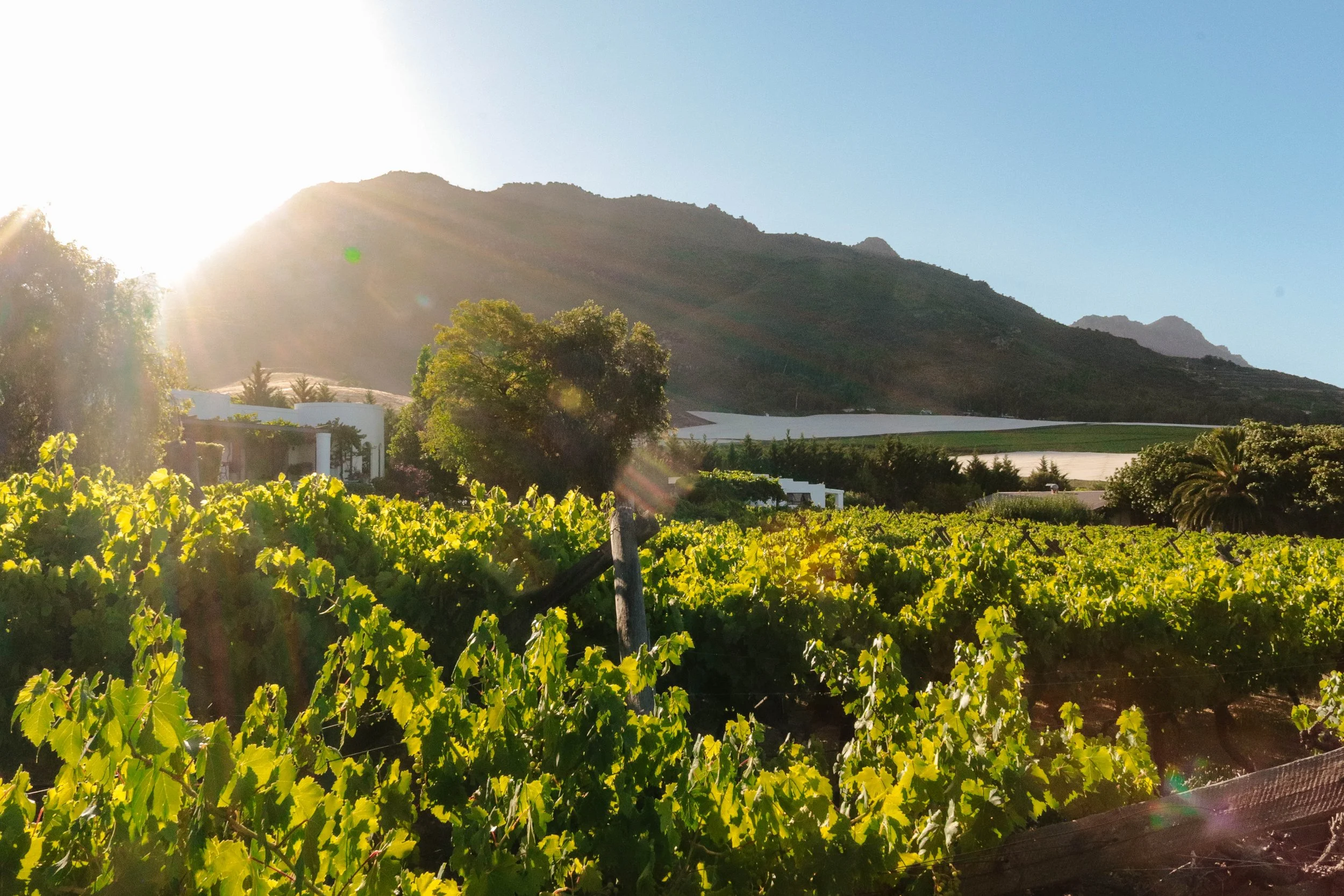 Sunlit vineyard with green rows of grapevines in the foreground, a tree, and white buildings in the background set against a mountain under a clear blue sky.