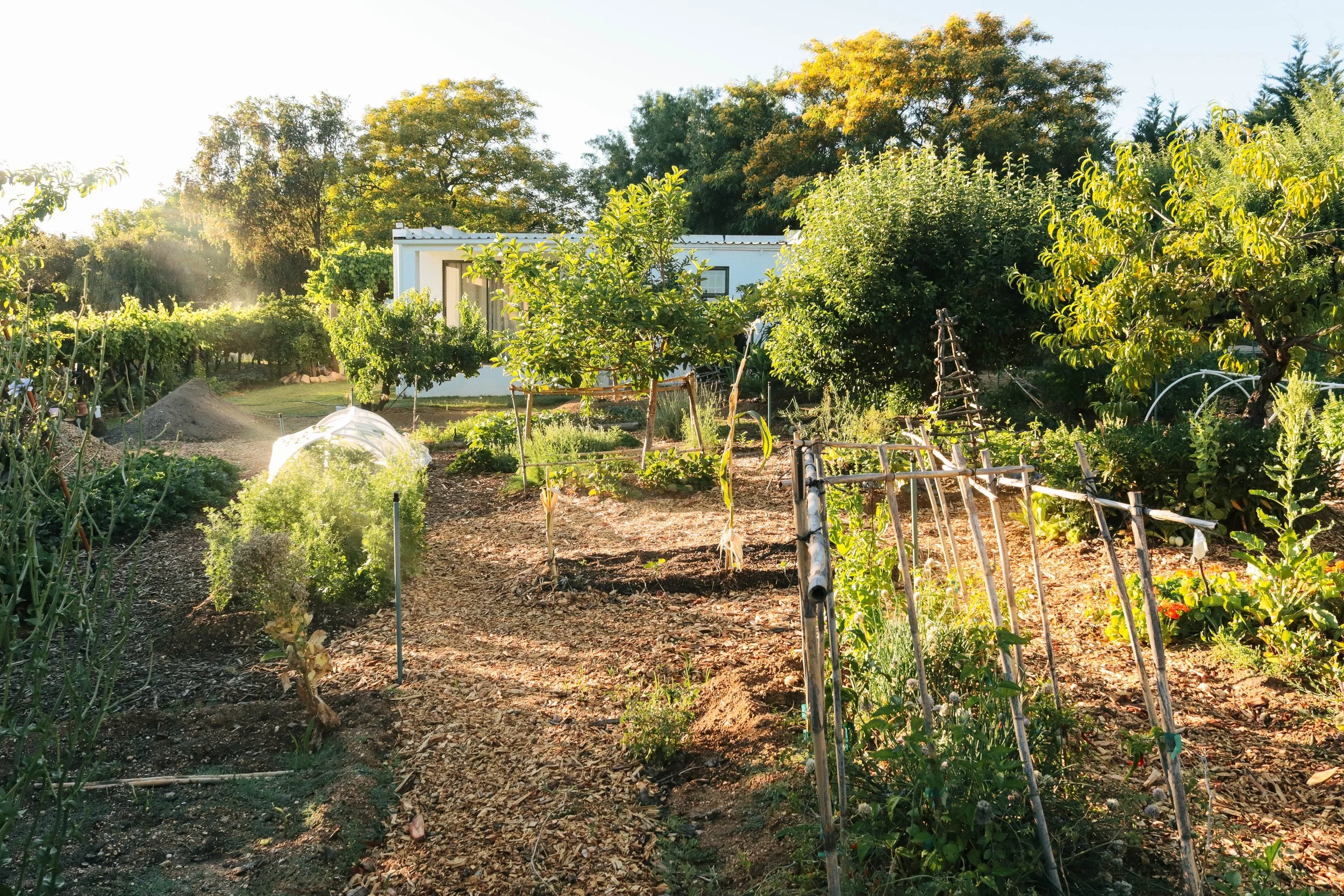 A lush community garden on a sunny day with trees, green plants, and small garden plots, some supported by bamboo stakes, and a white building in the background.