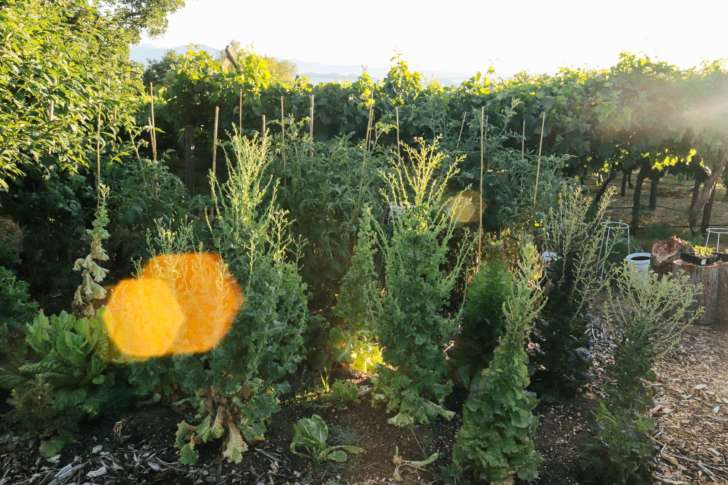 Sunlight shining on a vegetable garden with tall leafy greens and plants supported by bamboo stakes, with a background of distant mountains and bright sky.