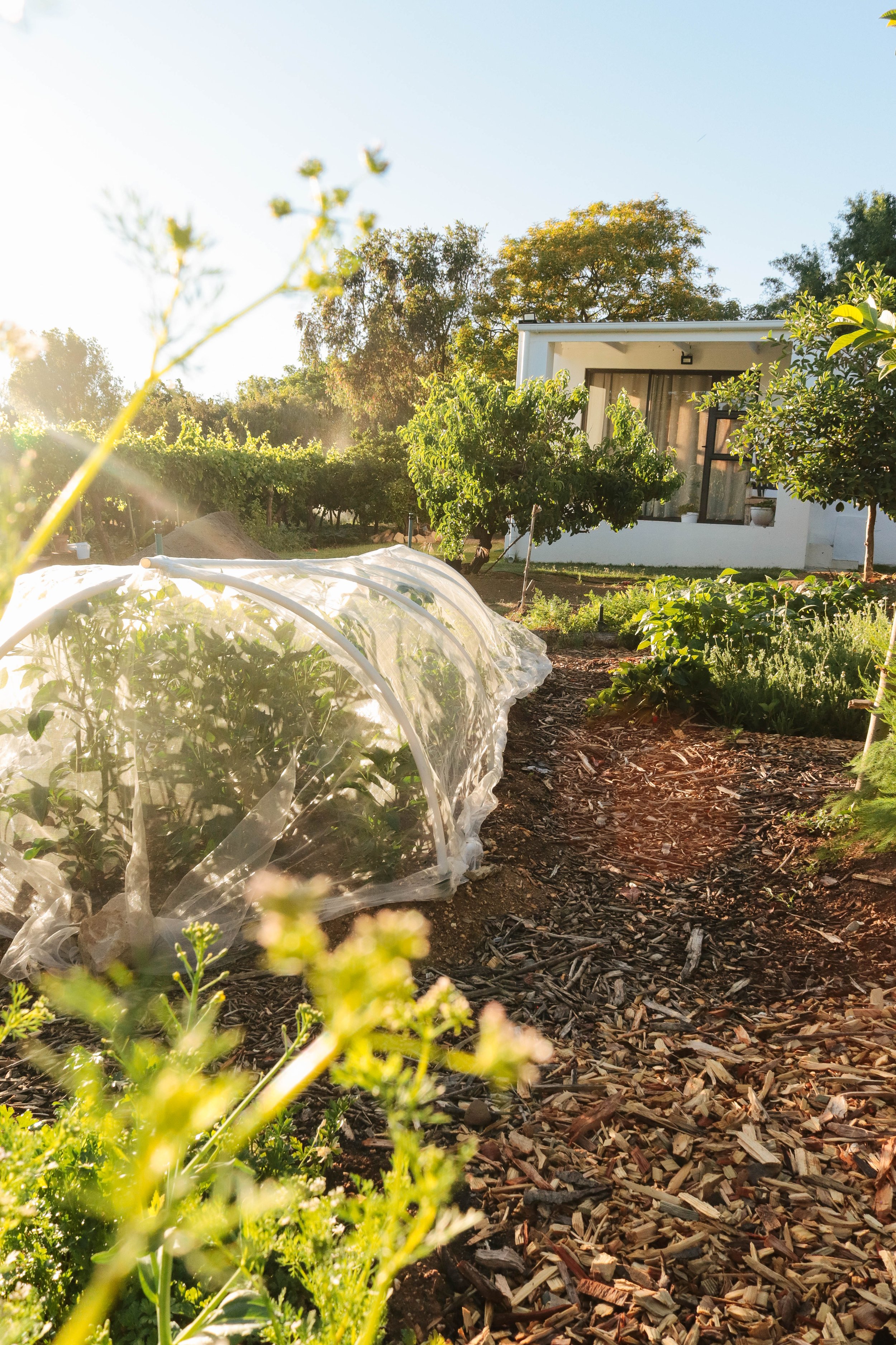 A garden with rows of plants, a plastic-covered tunnel, and a small house in the background, under bright sunlight.