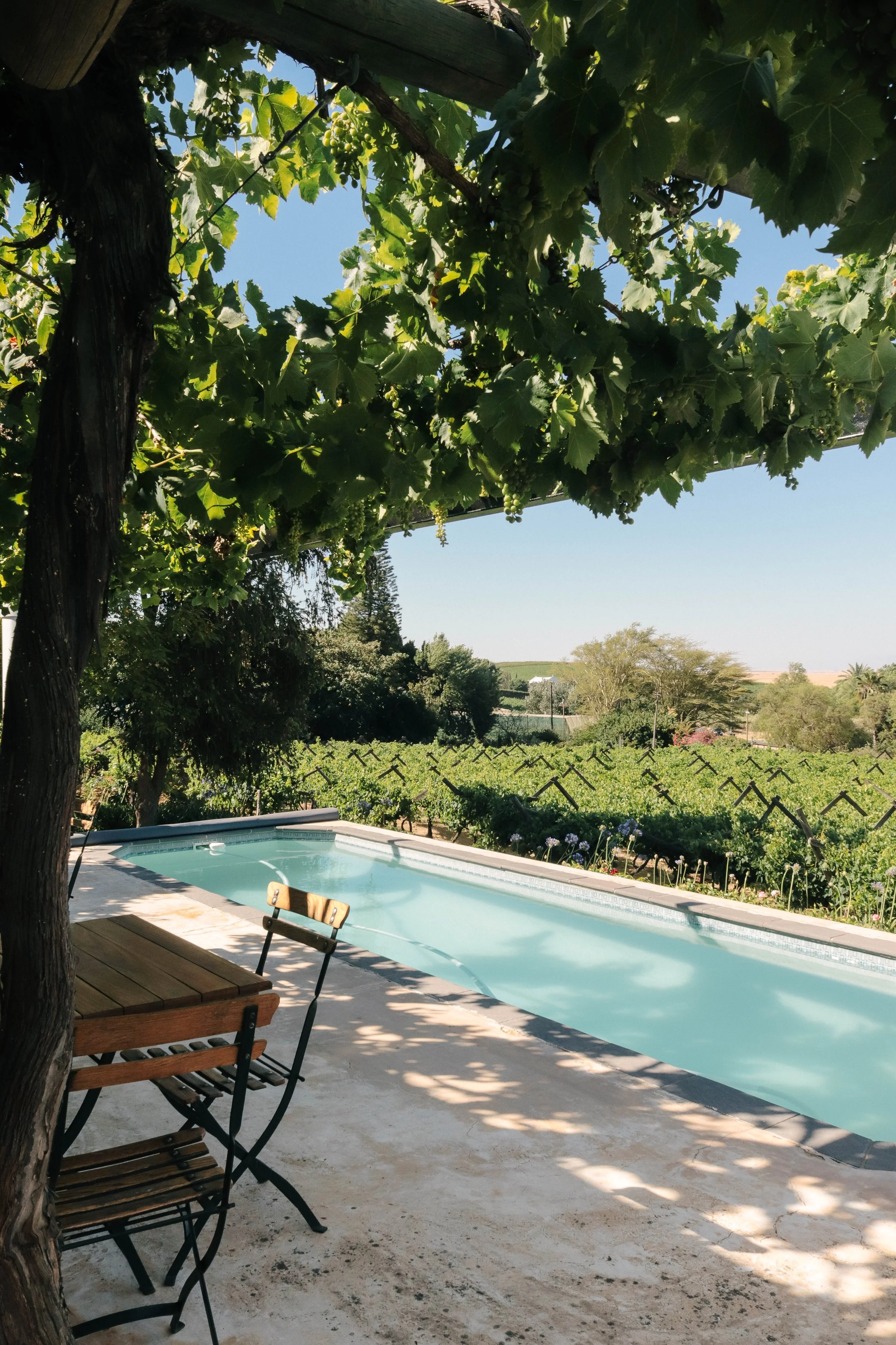 Swimming pool area under grapevine canopy with outdoor table and chairs, vineyard in the background, clear blue sky.