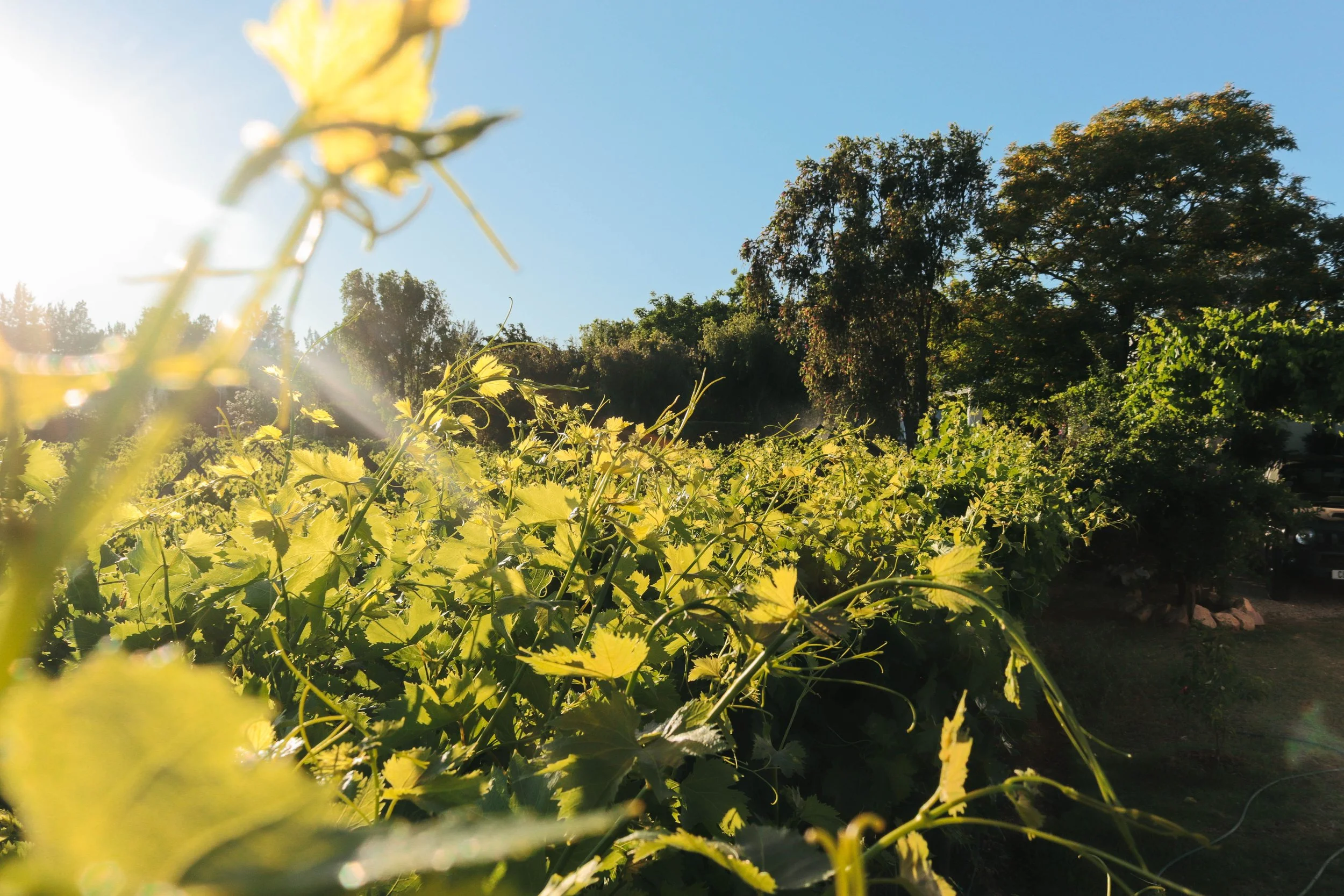 A vineyard with green grapevines under a clear blue sky, with the sun shining brightly from the left side of the image.
